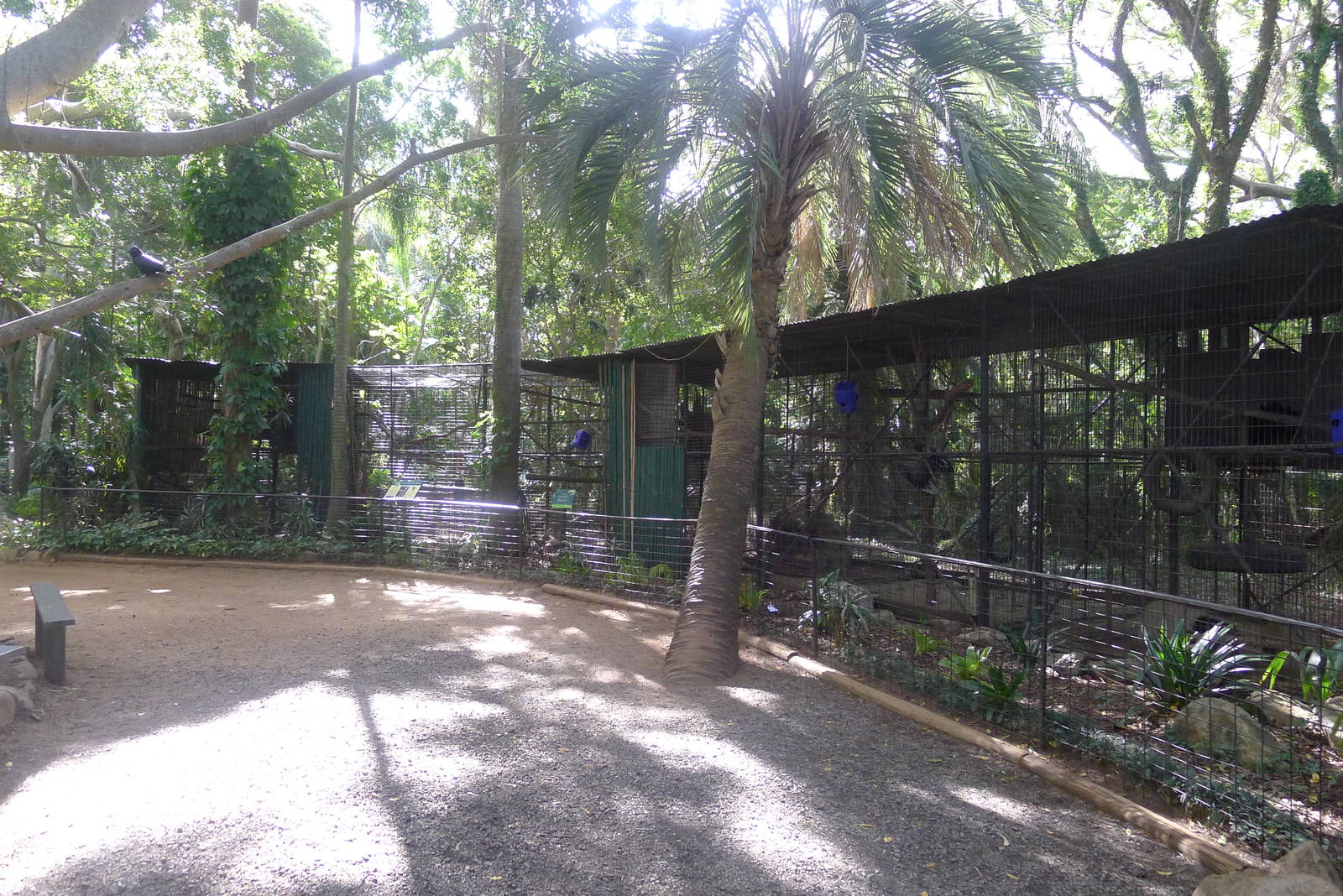 Looking back at the Spider monkey enclosure