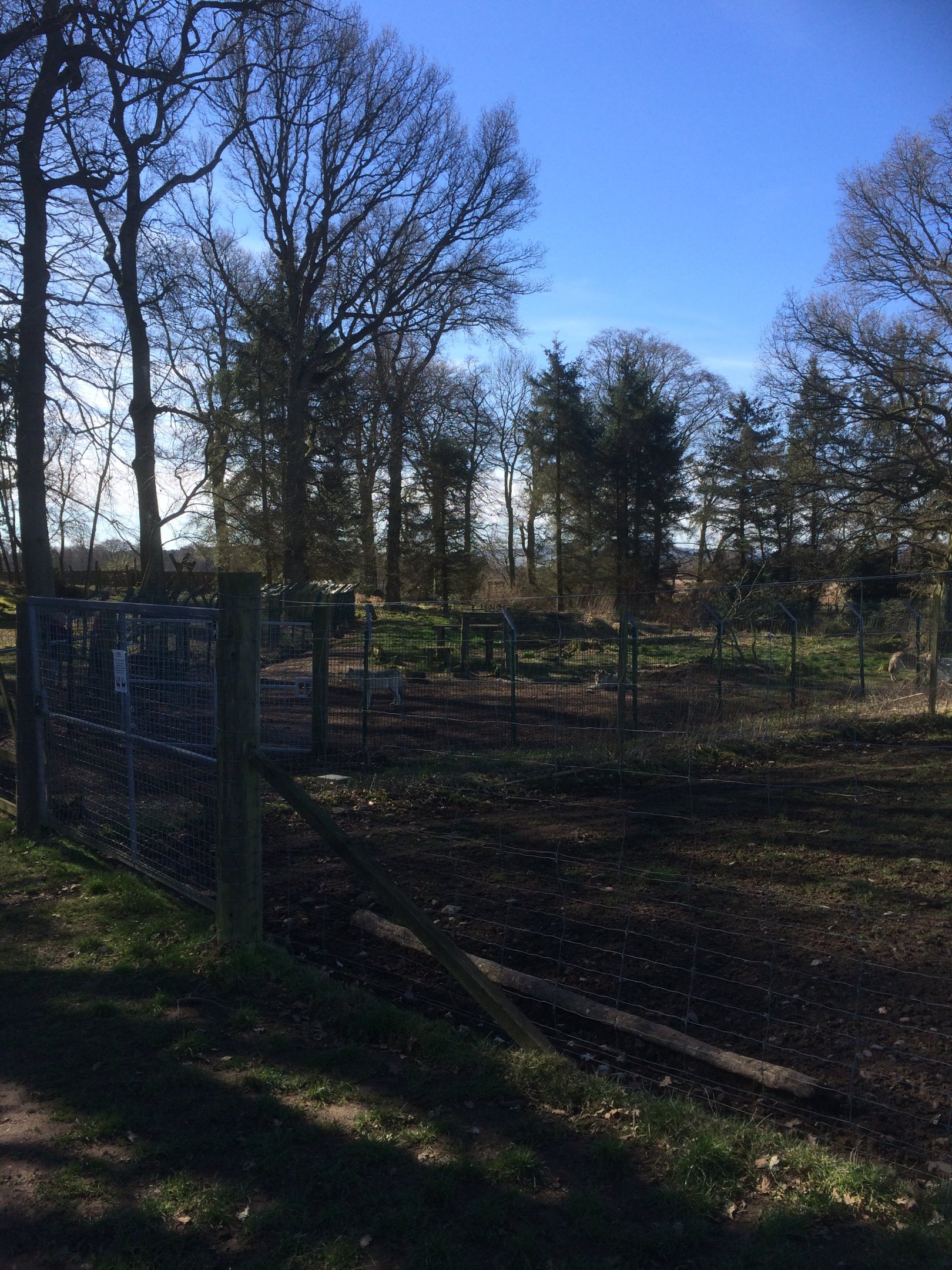 Looking back over the wolf enclosure