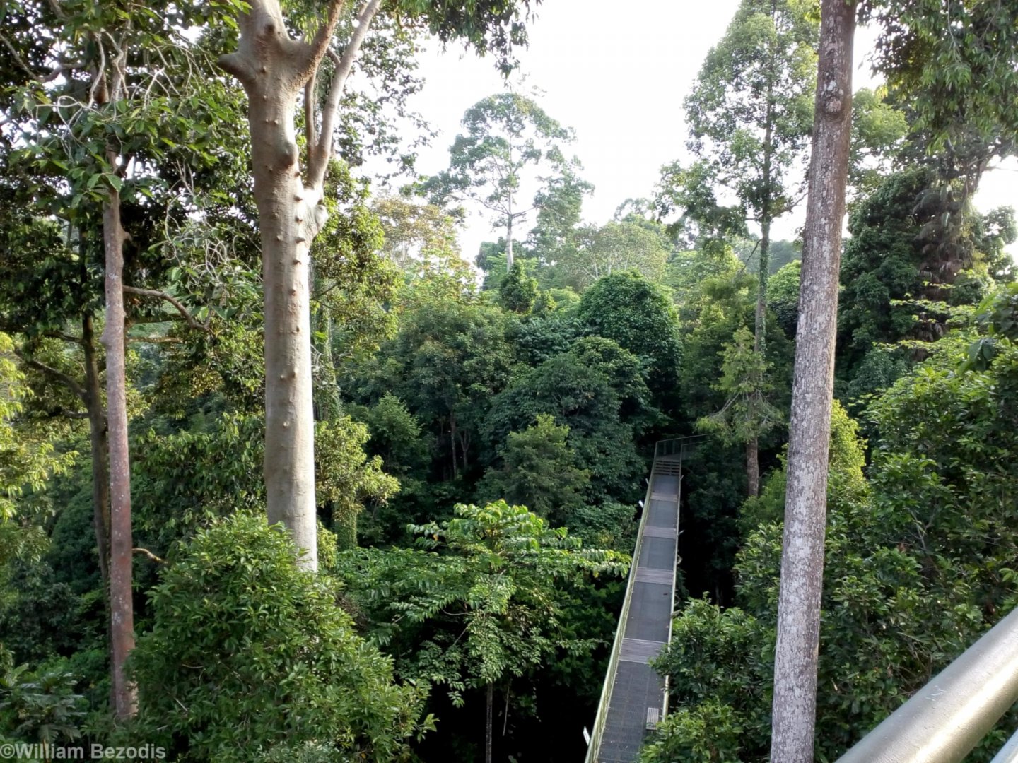 Looking Down from one of the Viewing Towers - Rainforest Discovery Centre Sepilok