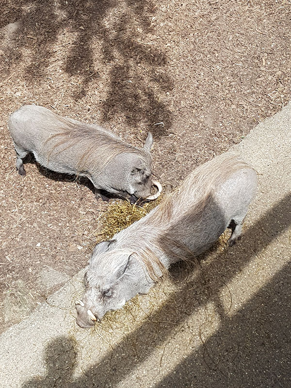 looking down on animals