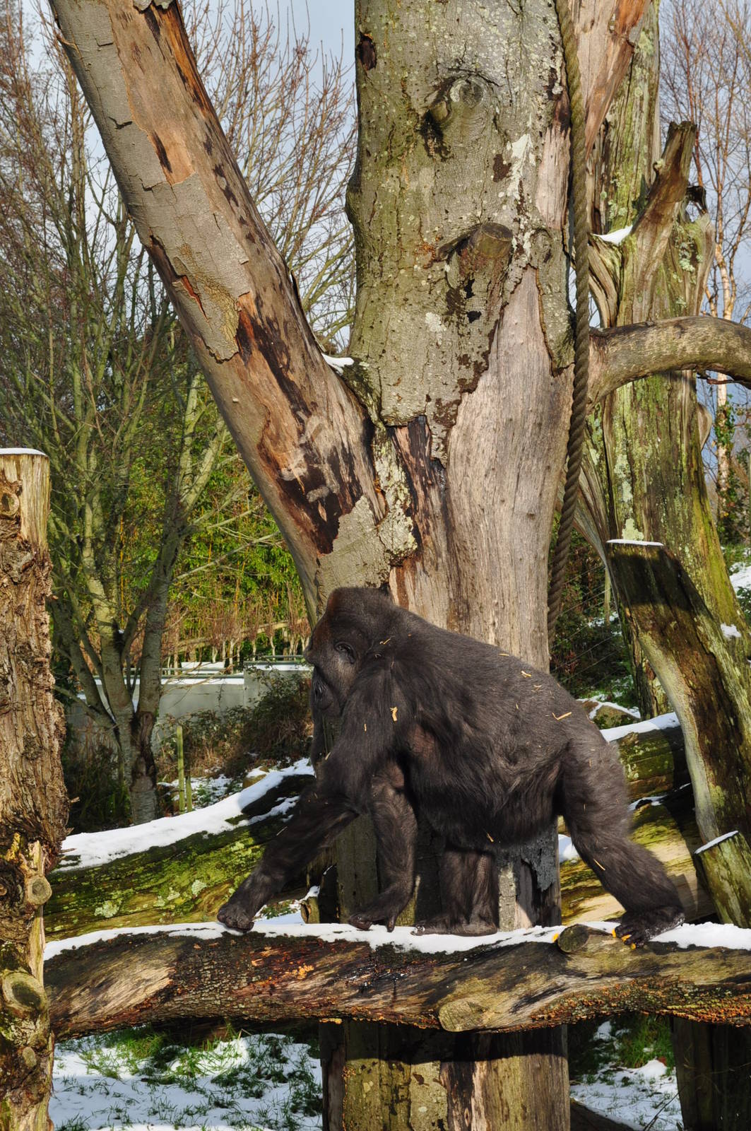 Looking for some snow to throw...