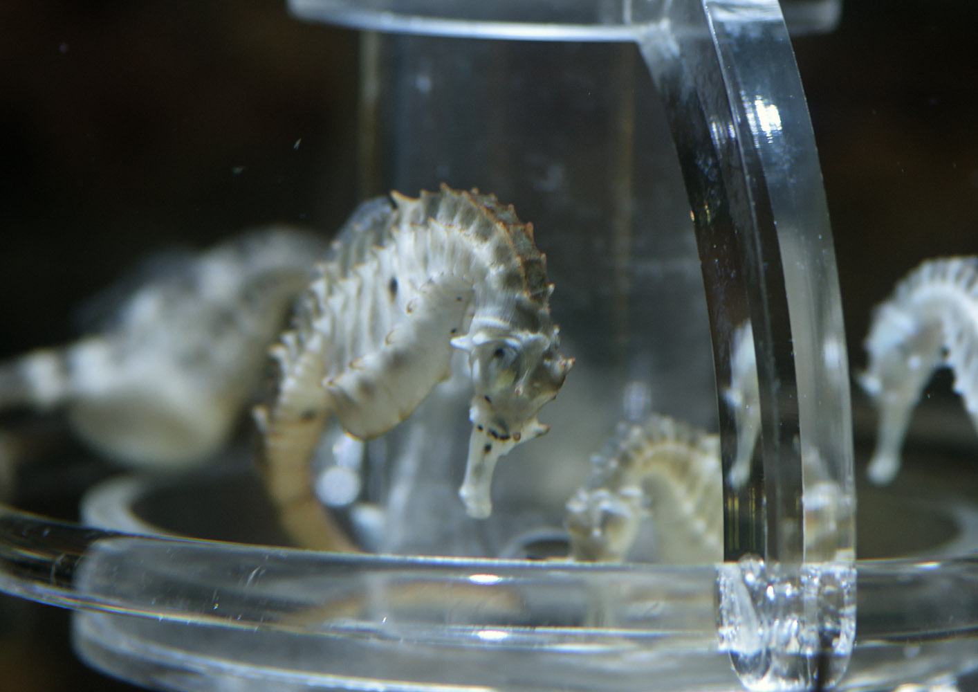 Looking for the last shrimp