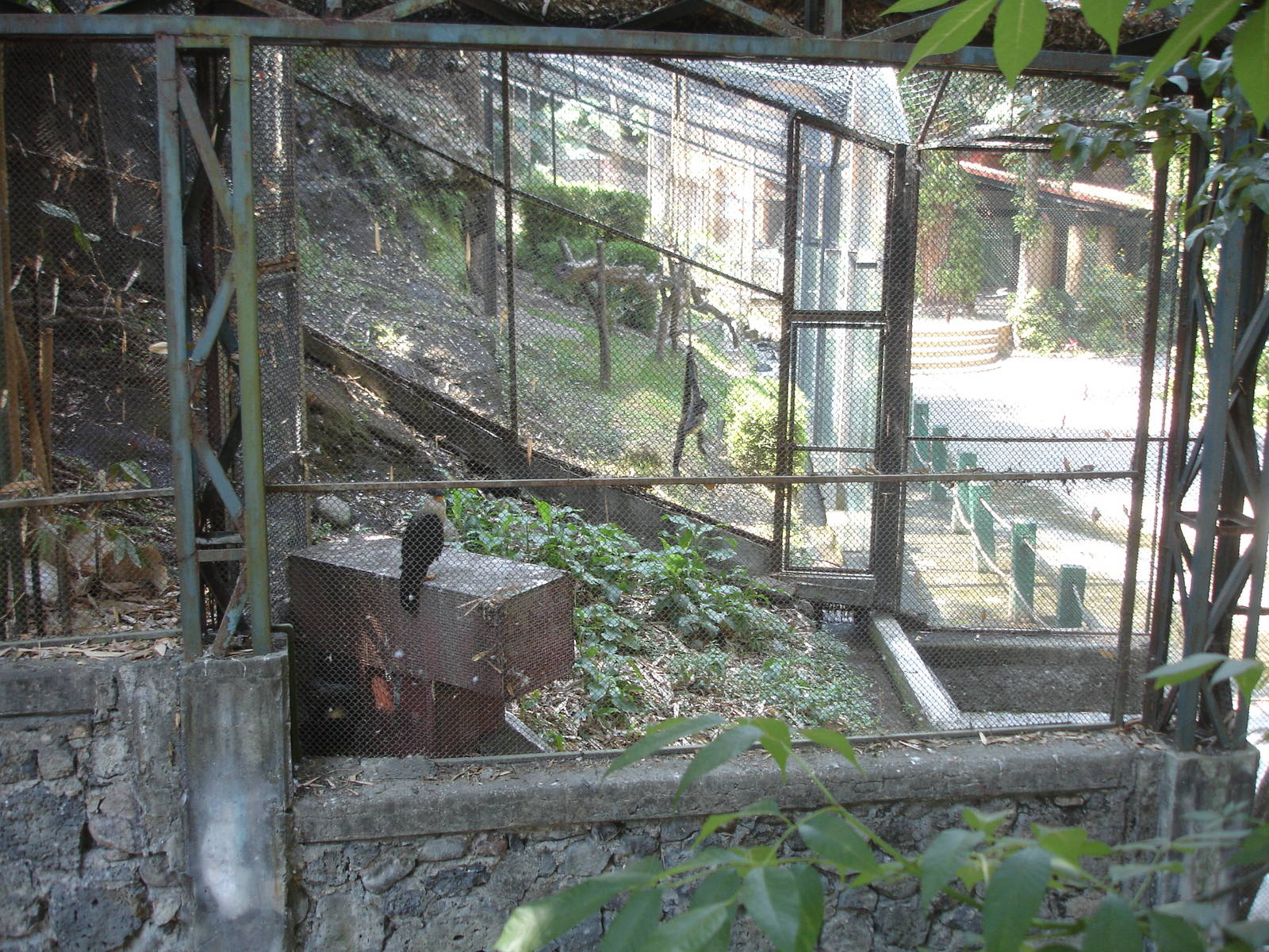 Looking out from the aviary - Spider Monkey