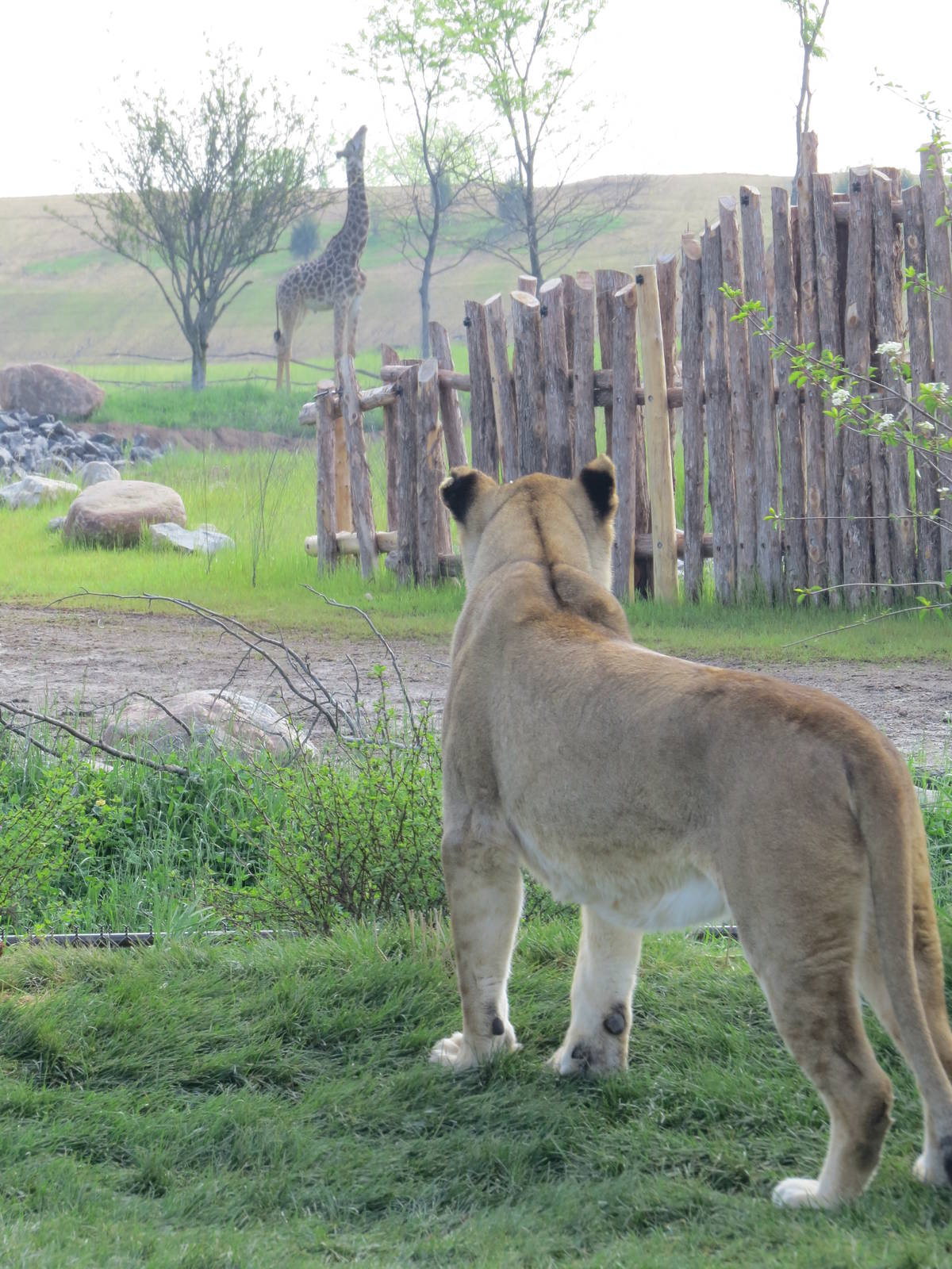 Looking out into the Great Rift Valley