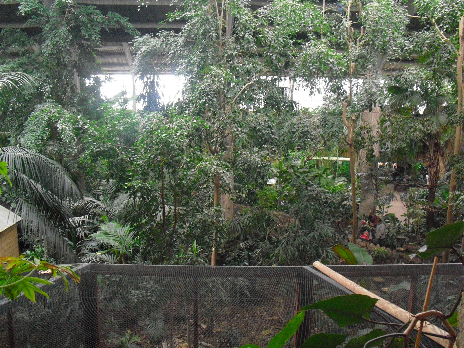 Looking Over Tropical Realm - 16/02/2011