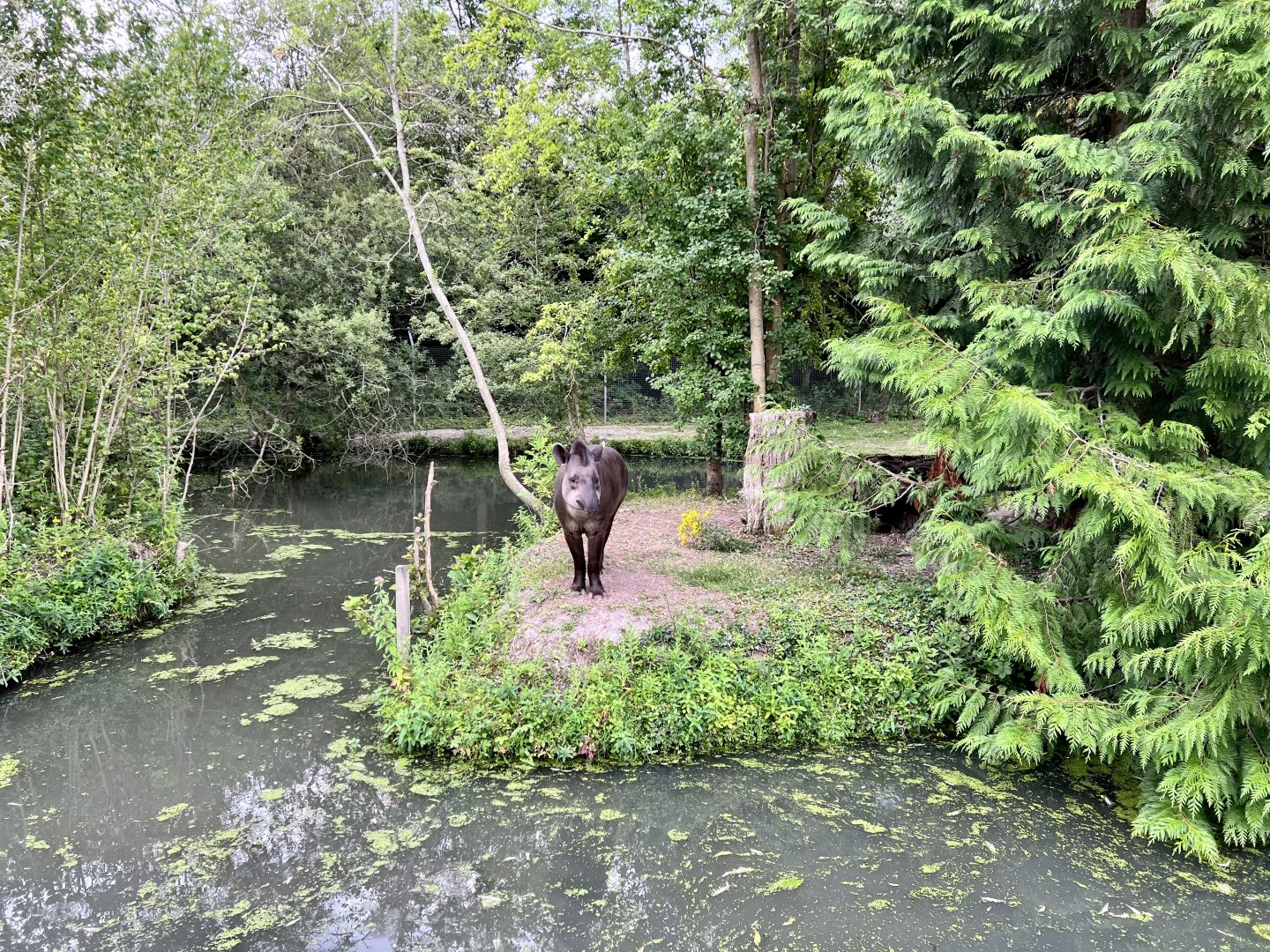 Looking pretty by his pond