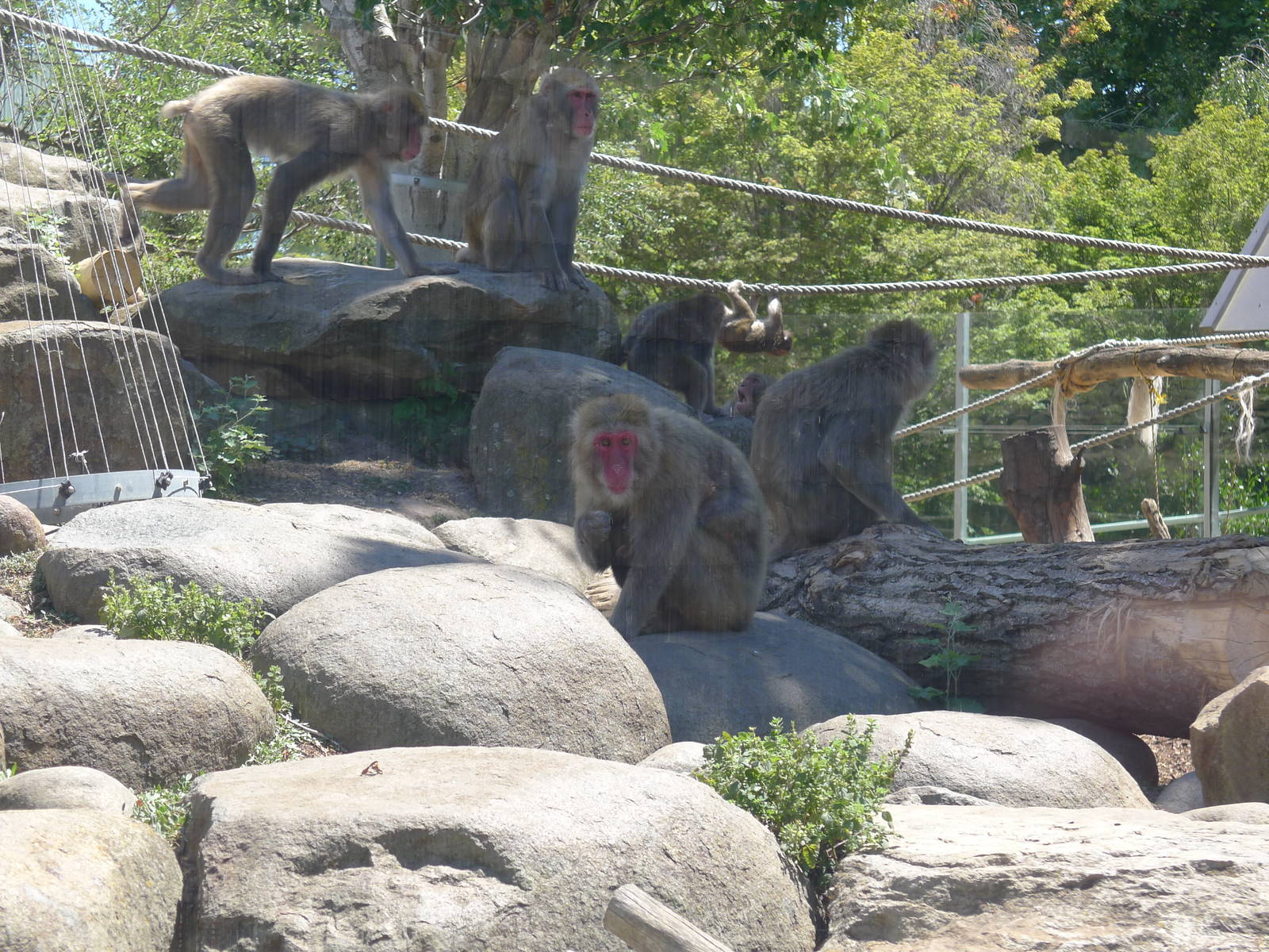 looking red faced about something....