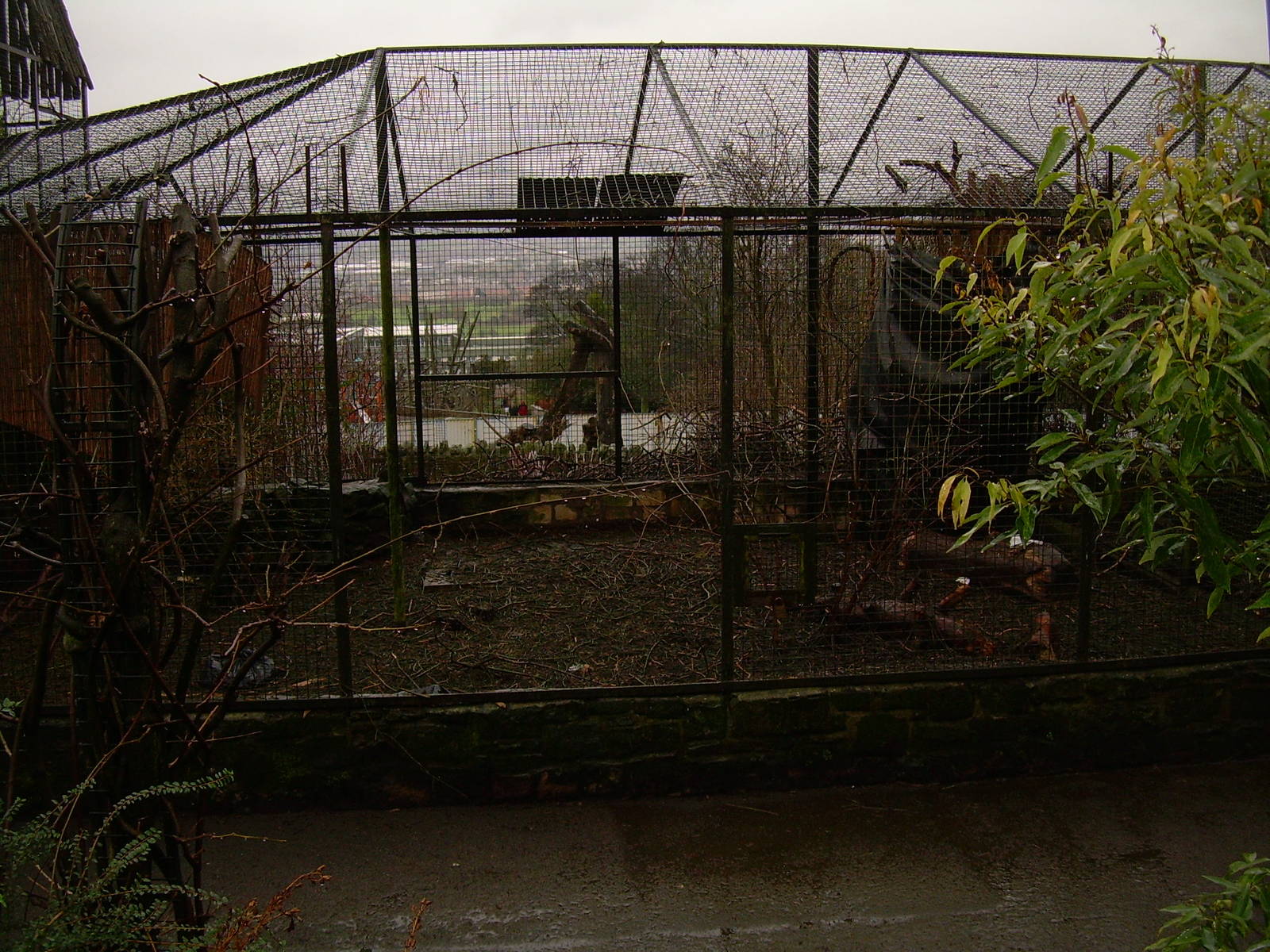 Looking through the avaiaries