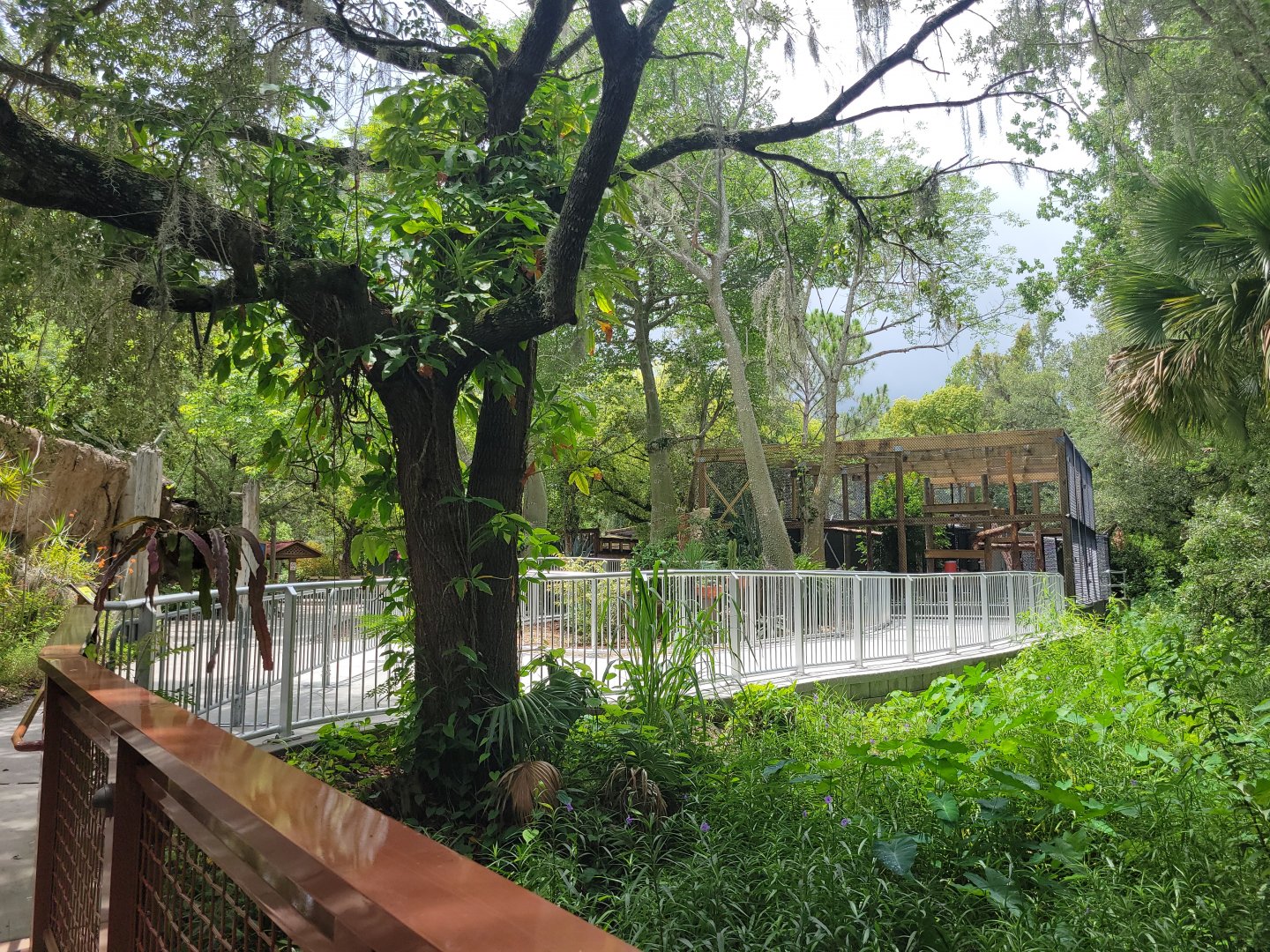 Looking Towards Future Amur Leopard Exhibit