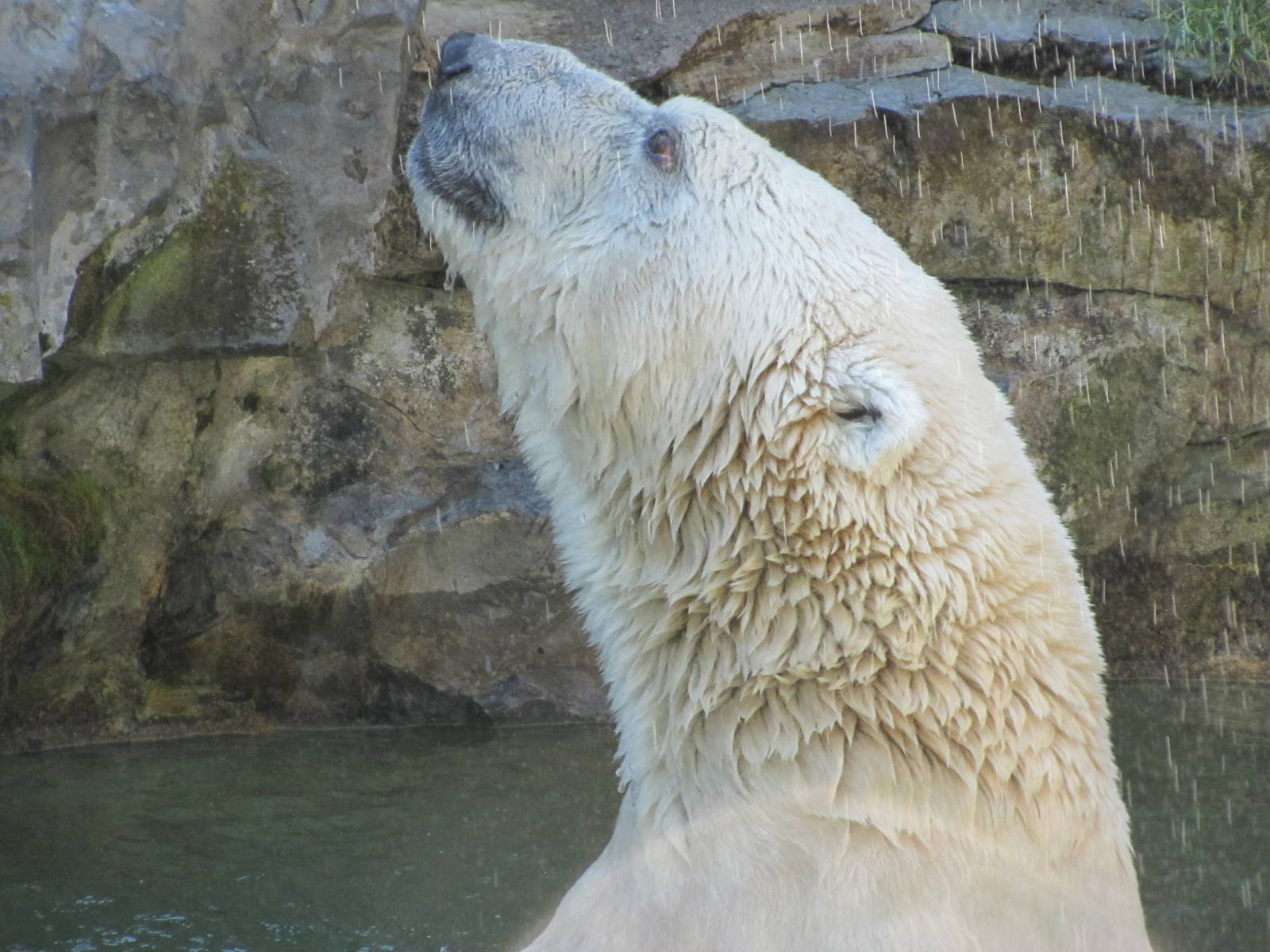 Looking Up at his Keeper