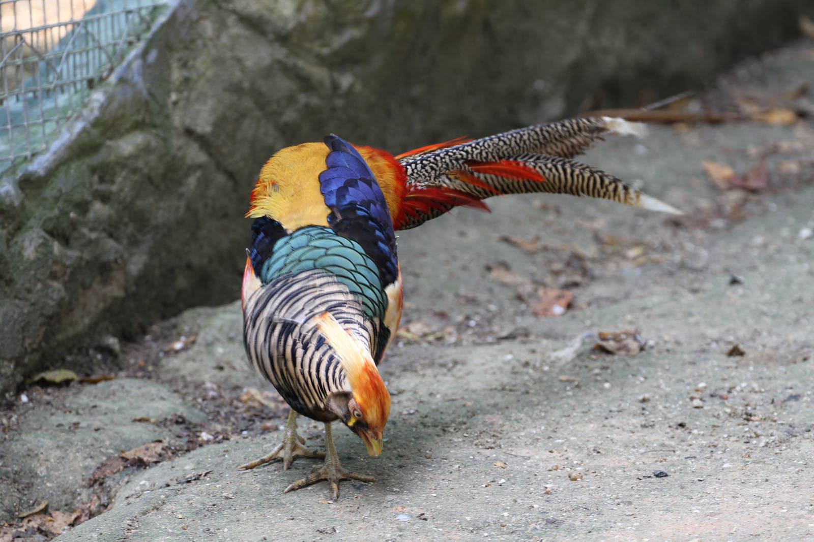 Looks like Lady Amherst's Pheasant except...?