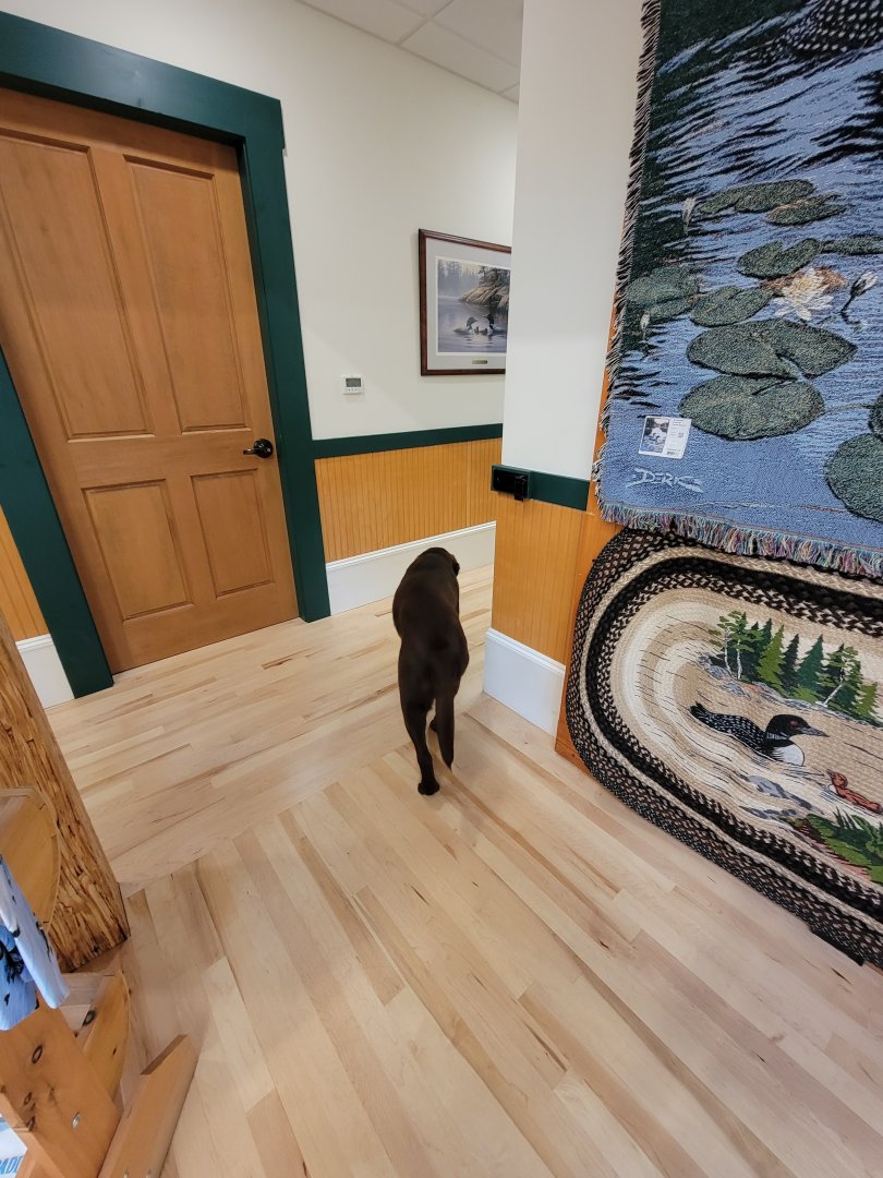 Loon Center, NH - office dog :)