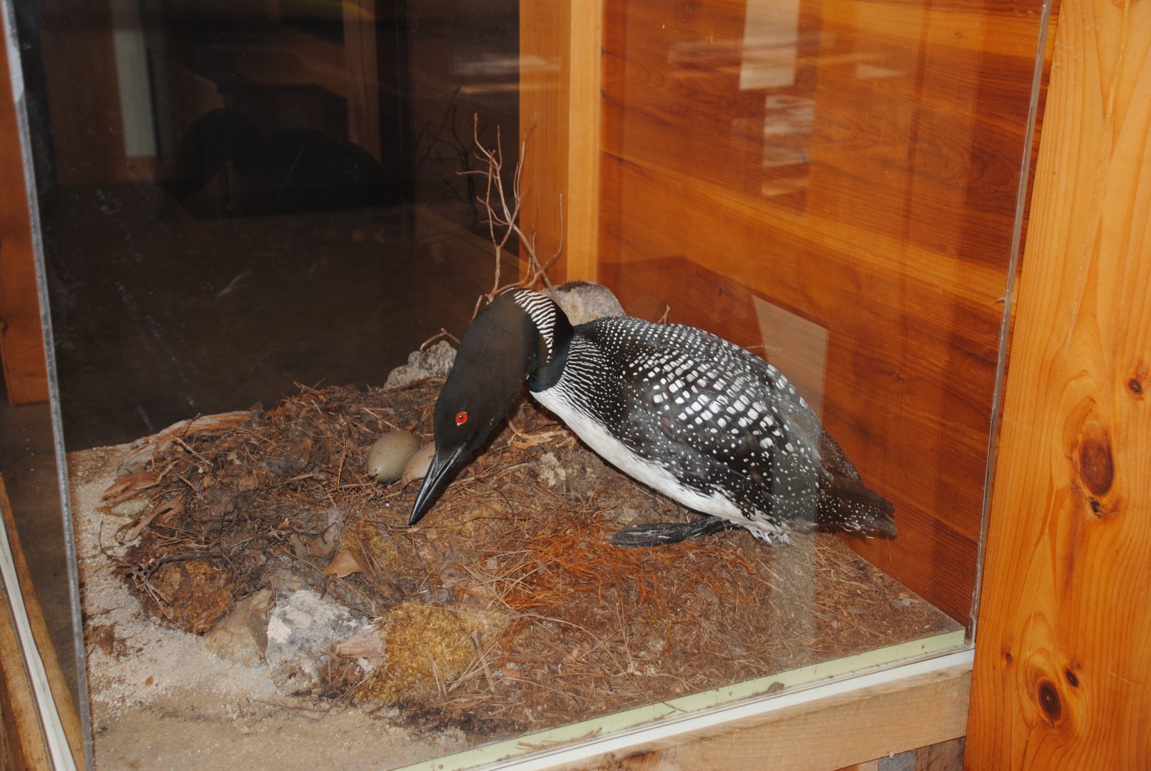 Loon taxidermy (Water Matters pavilion)