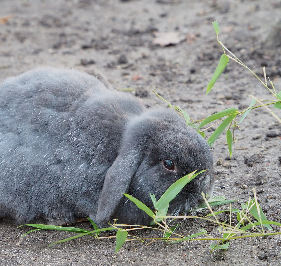 Lop-eared domestic dwarf rabbit (Oryctolagus cuniculus domesticus), 2022-01-02
