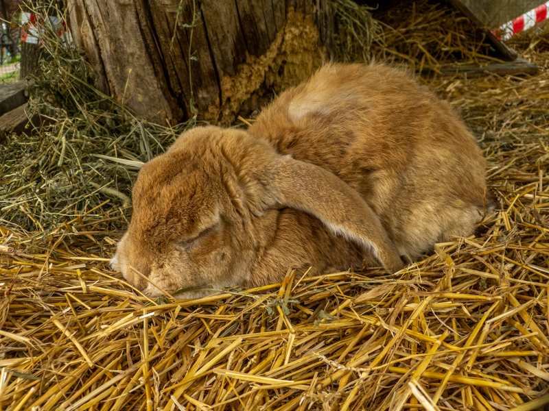 Lop rabbit / Oryctolagus cuniculus f. domestica