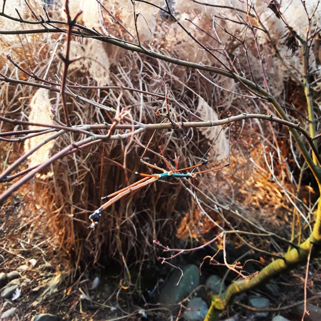 Lopaphus s.p. 'Cuc Phuong'