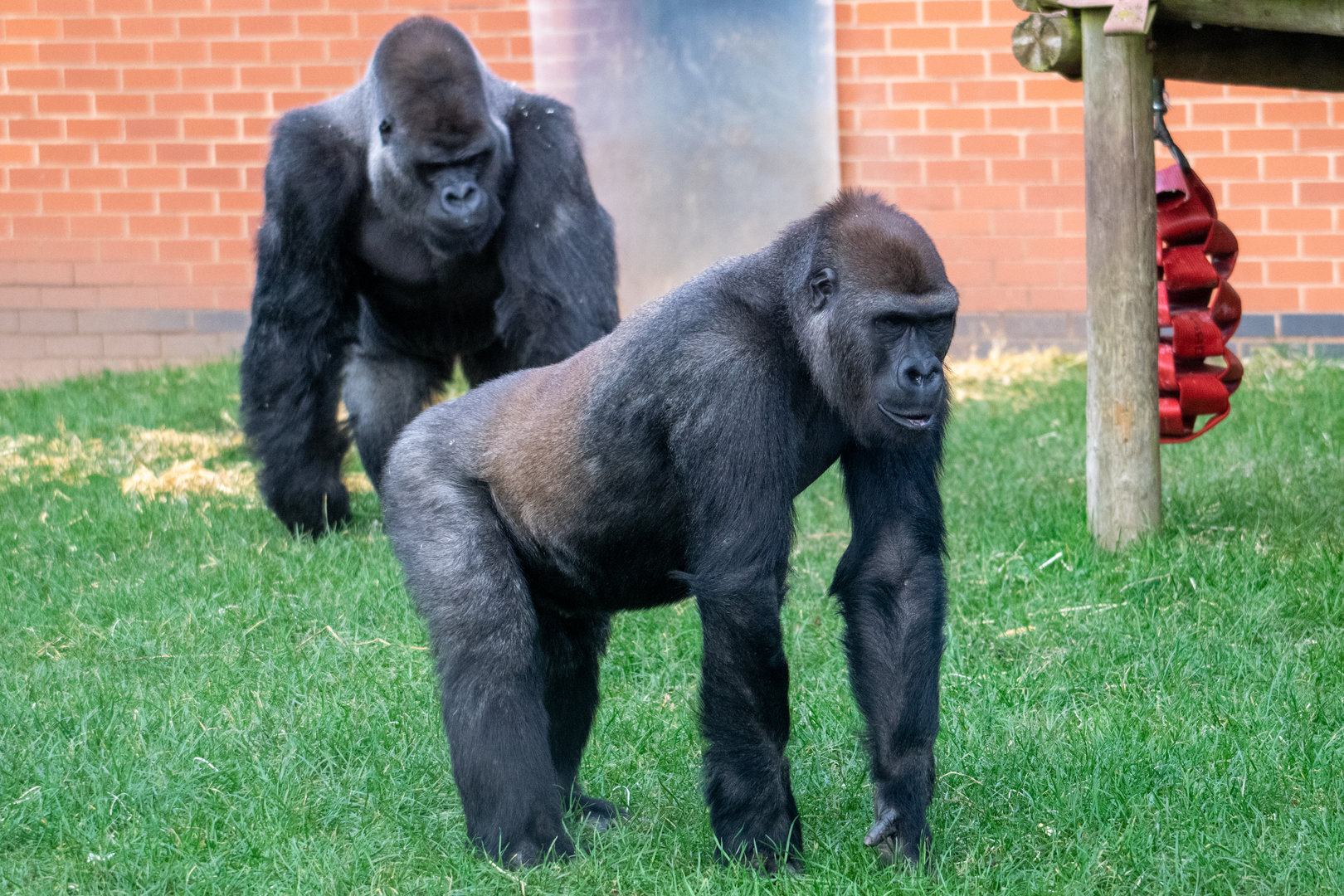 Lope and Oumbi - Wester Lowland Gorillas