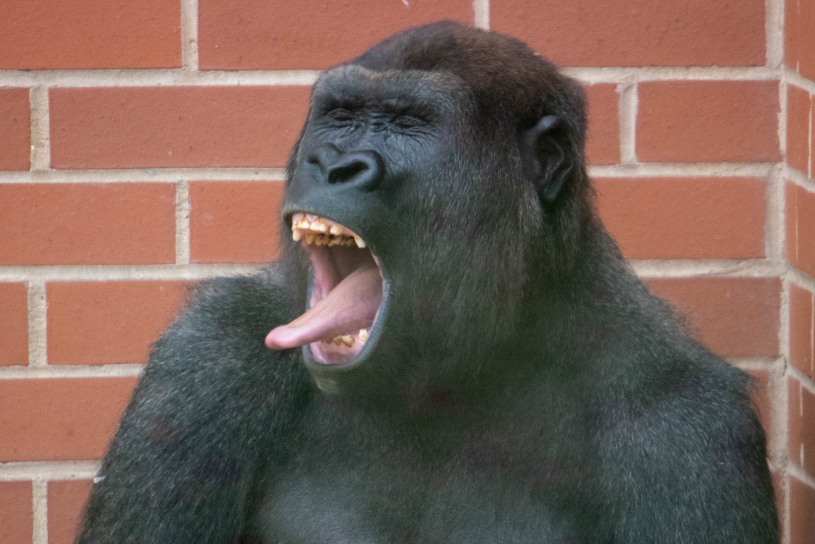 Lope - Western Lowland Gorilla
