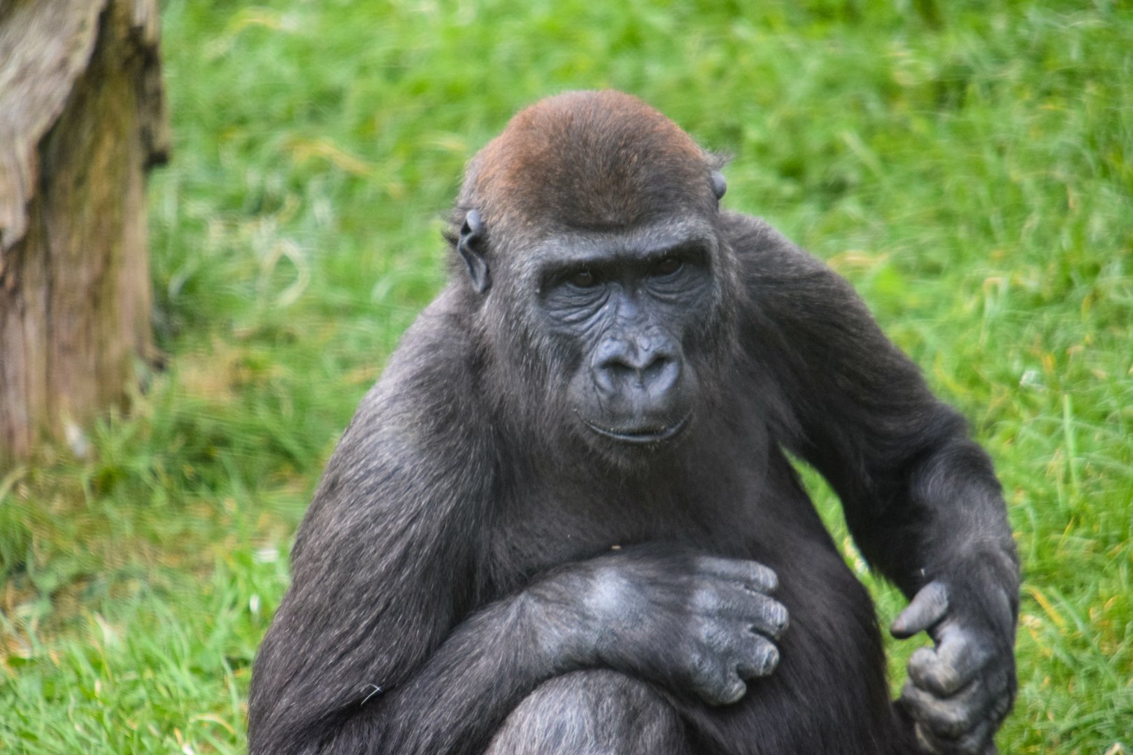 Lope - Western Lowland Gorilla