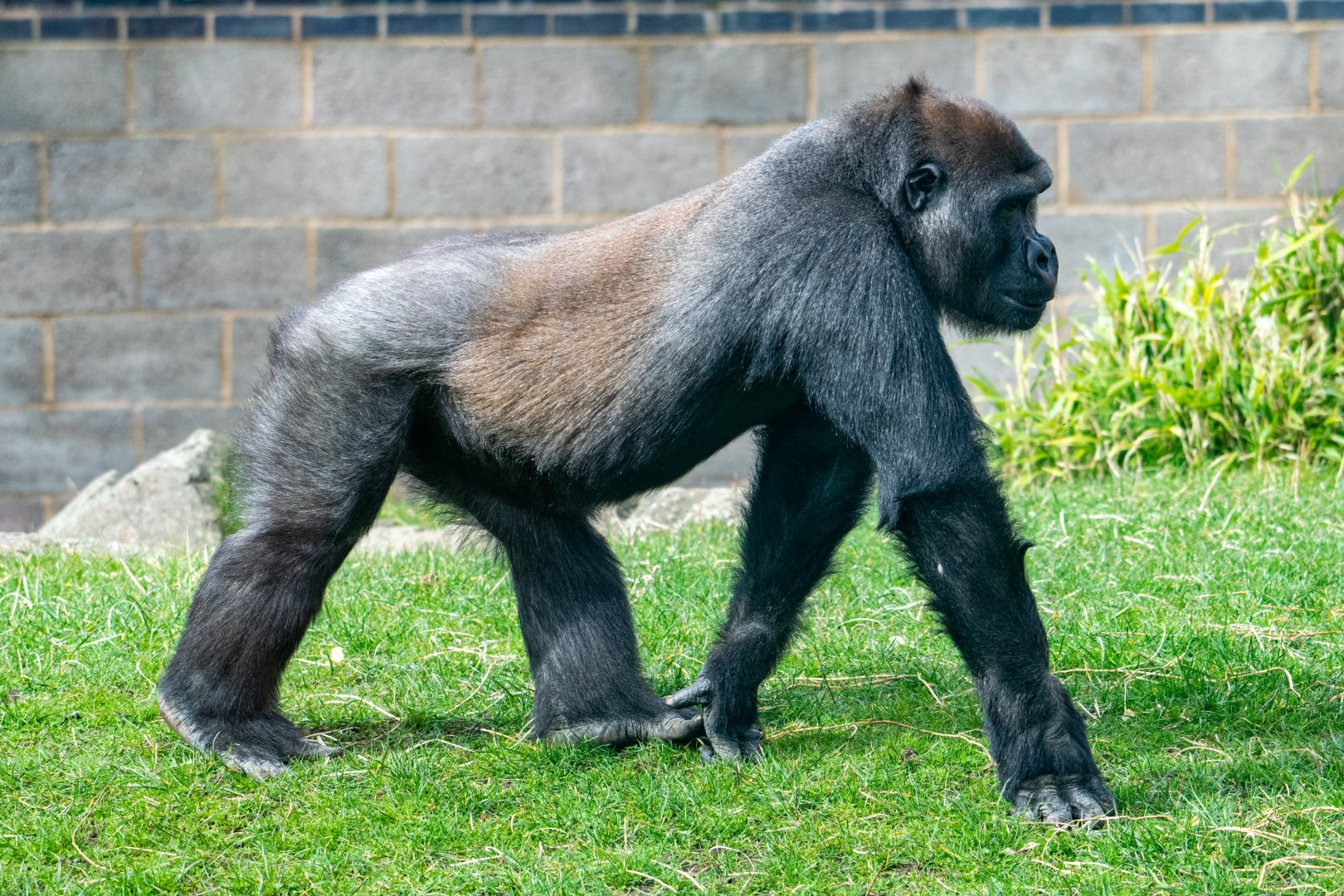 Lope - Western Lowland Gorilla