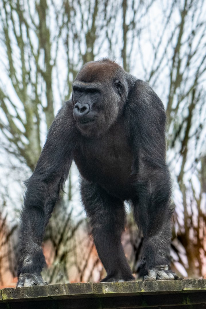 Lope - Western Lowland Gorilla
