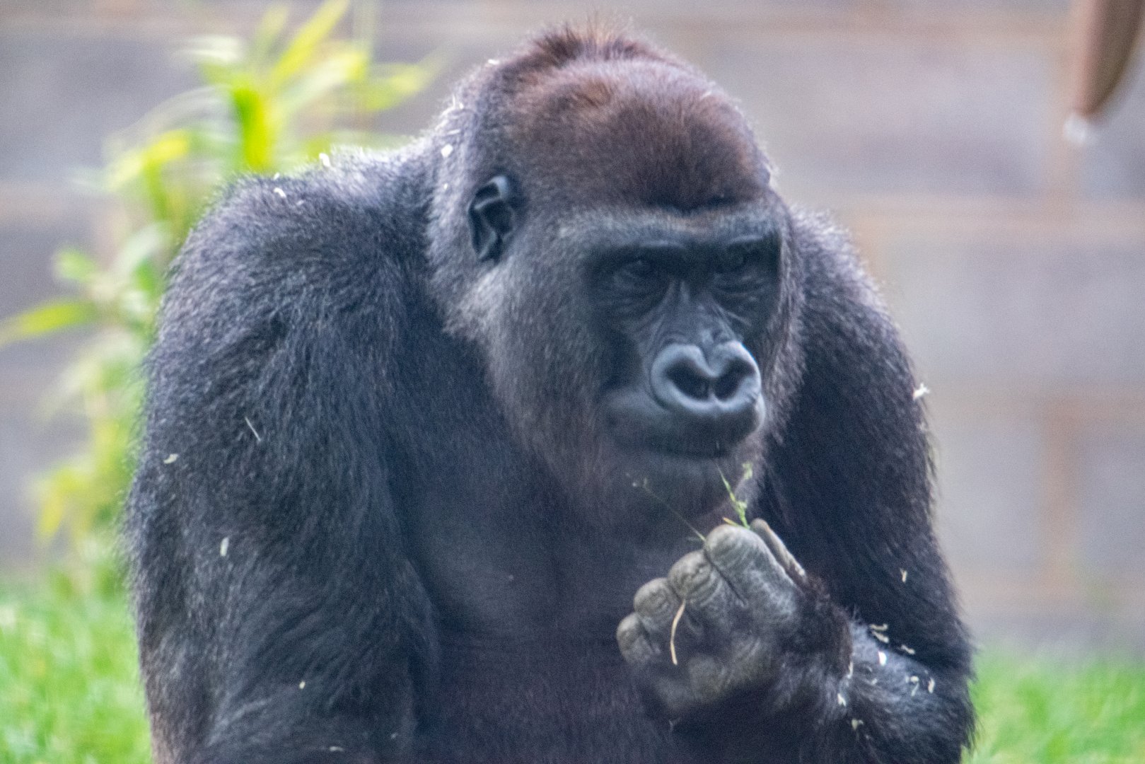 Lope - Western Lowland Gorilla