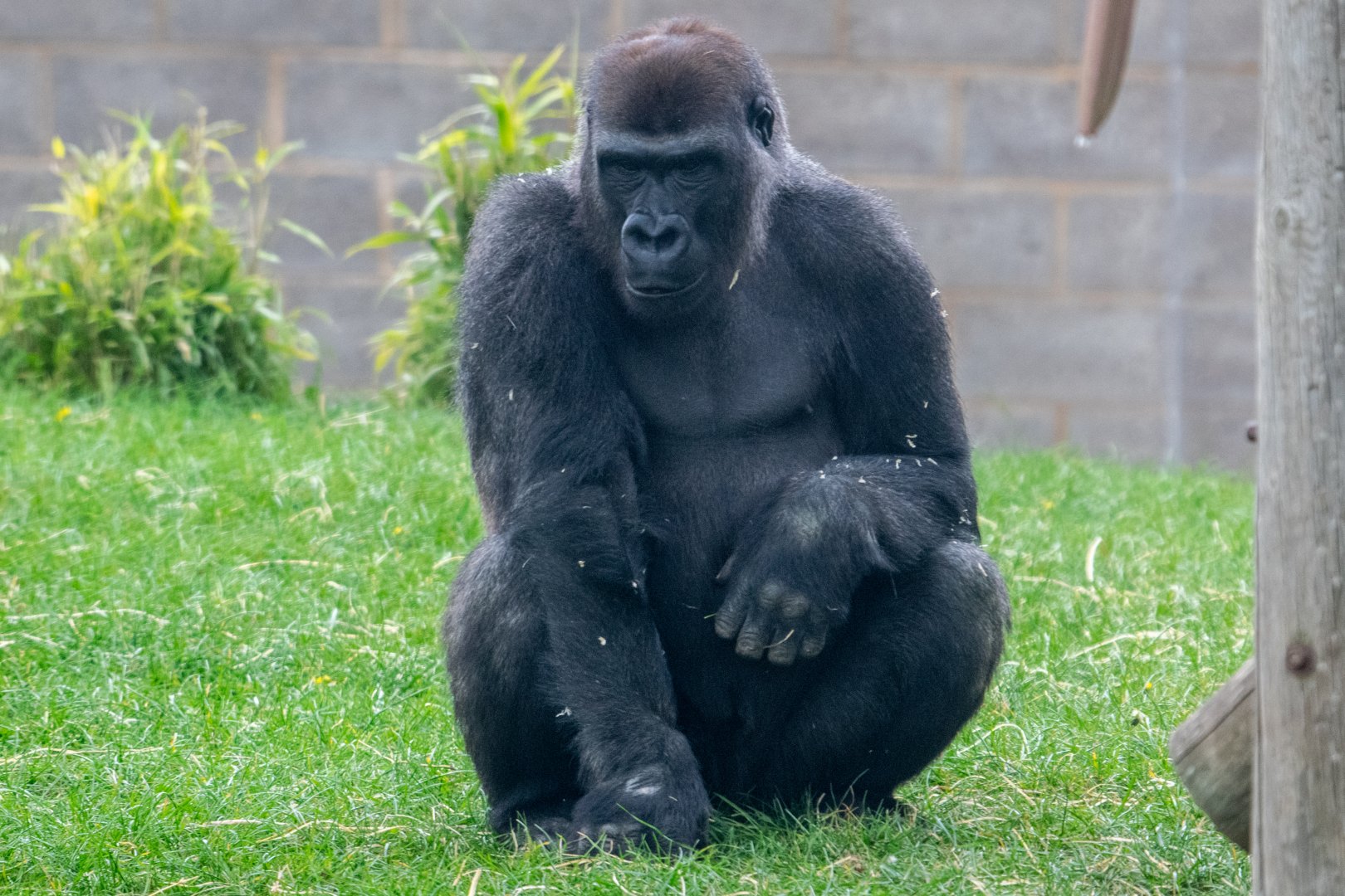 Lope - Western Lowland Gorilla