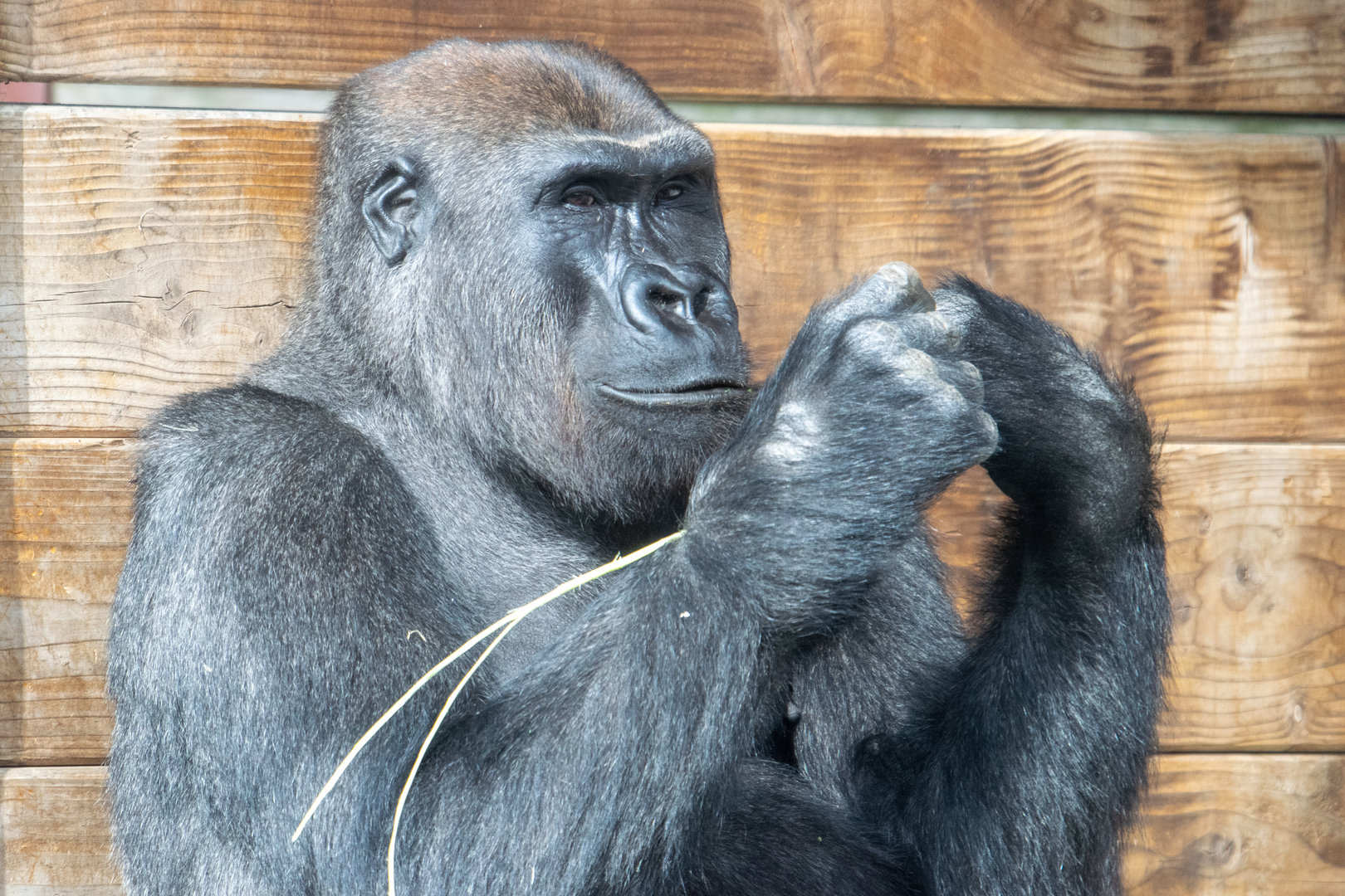 Lope - Western Lowland Gorilla