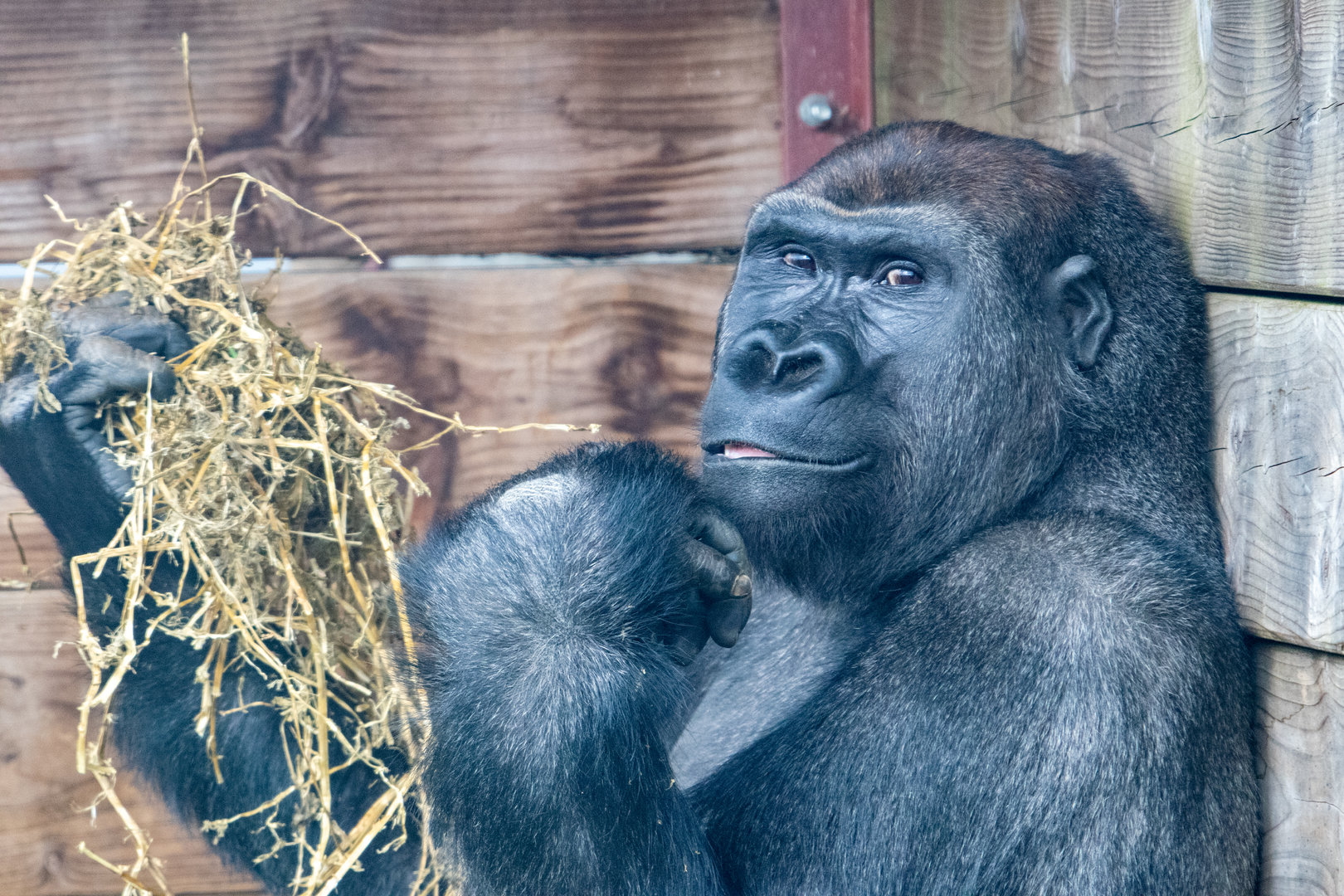 Lope - Western Lowland Gorilla