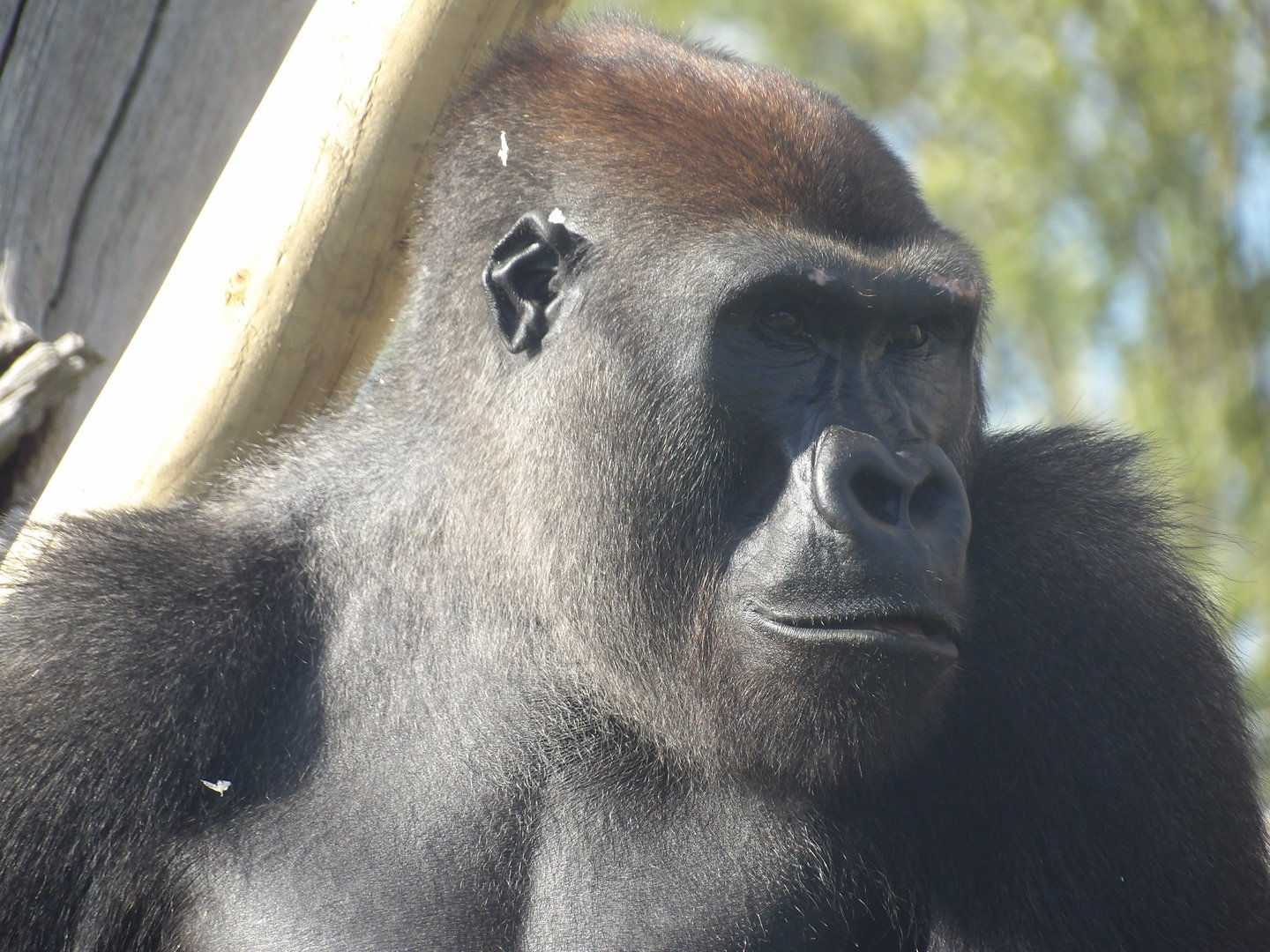 Lope (Western Lowland Gorilla)