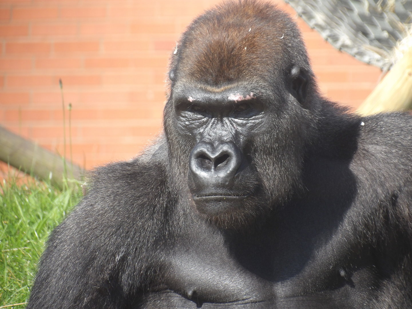 Lope (Western Lowland Gorilla)