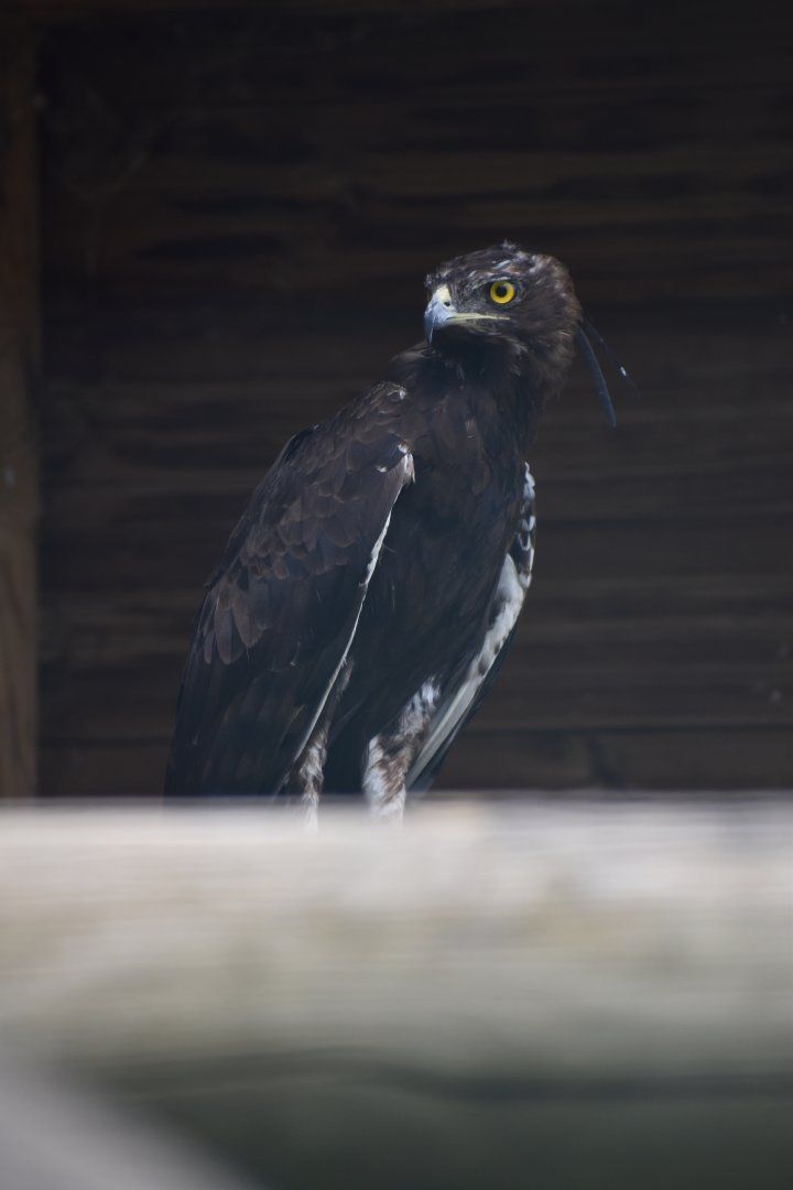 Lophaetus occipitalis - Long-crested Eagle