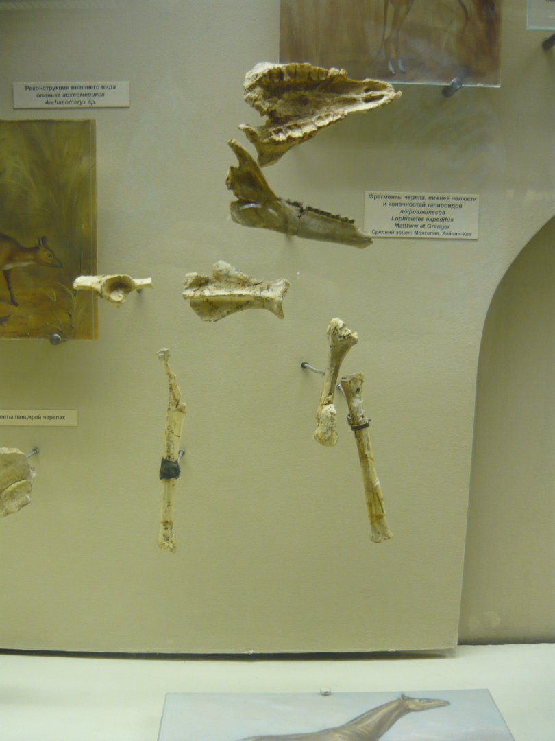 Lophialetes expeditus skull and limb fragments