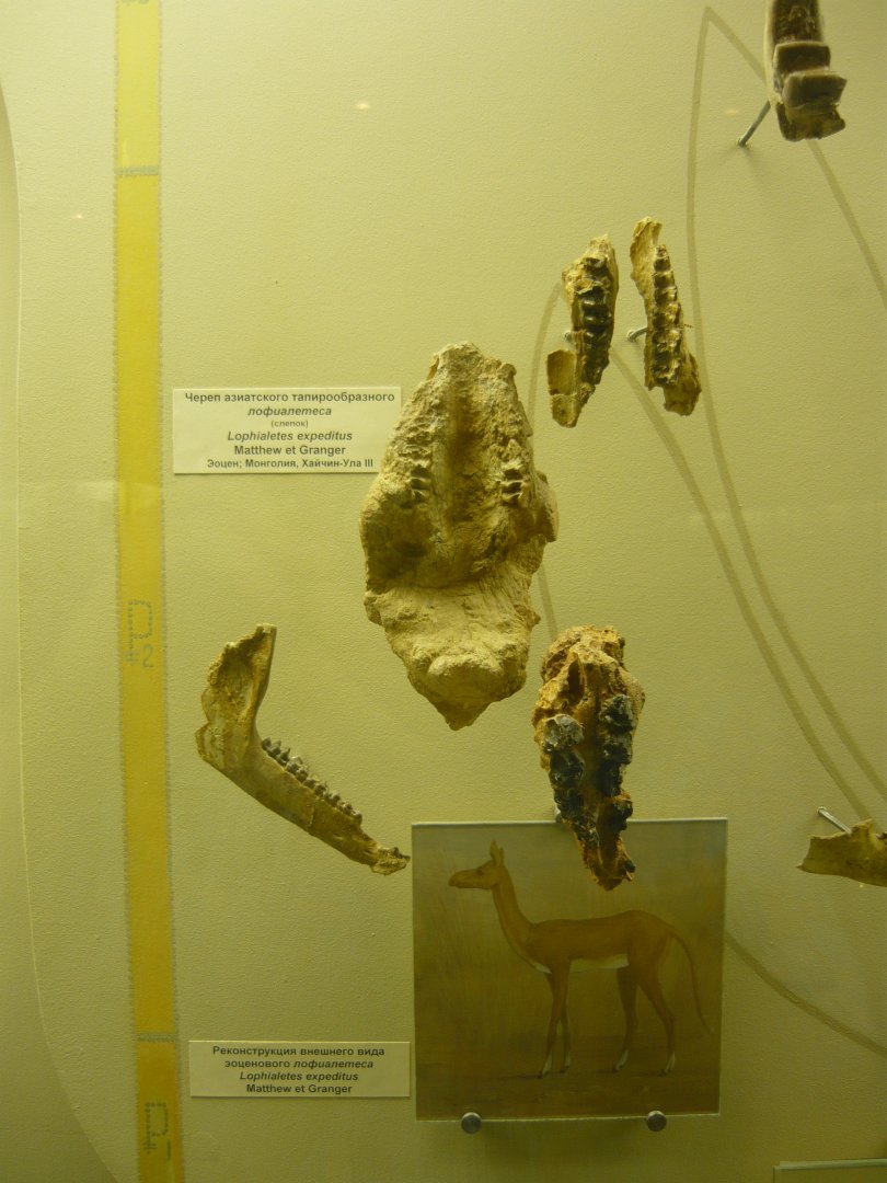 Lophialetes expeditus skull fragments and reconstruction
