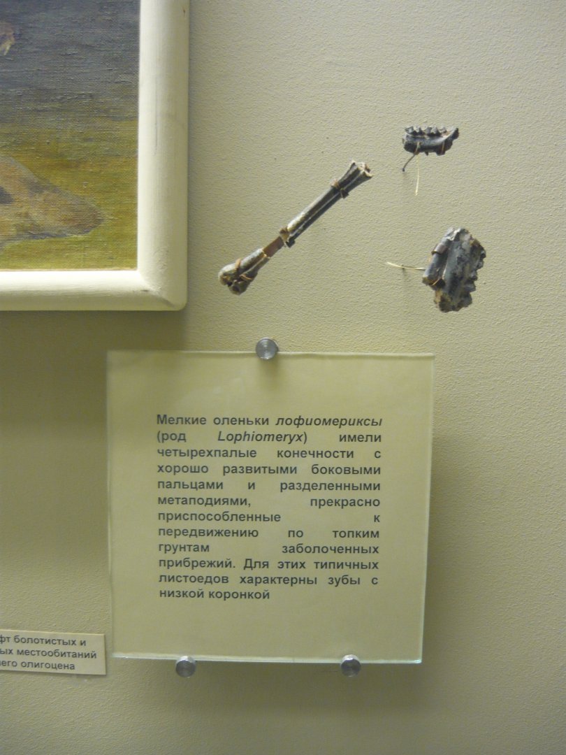 Lophiomeryx limb and skull fragments