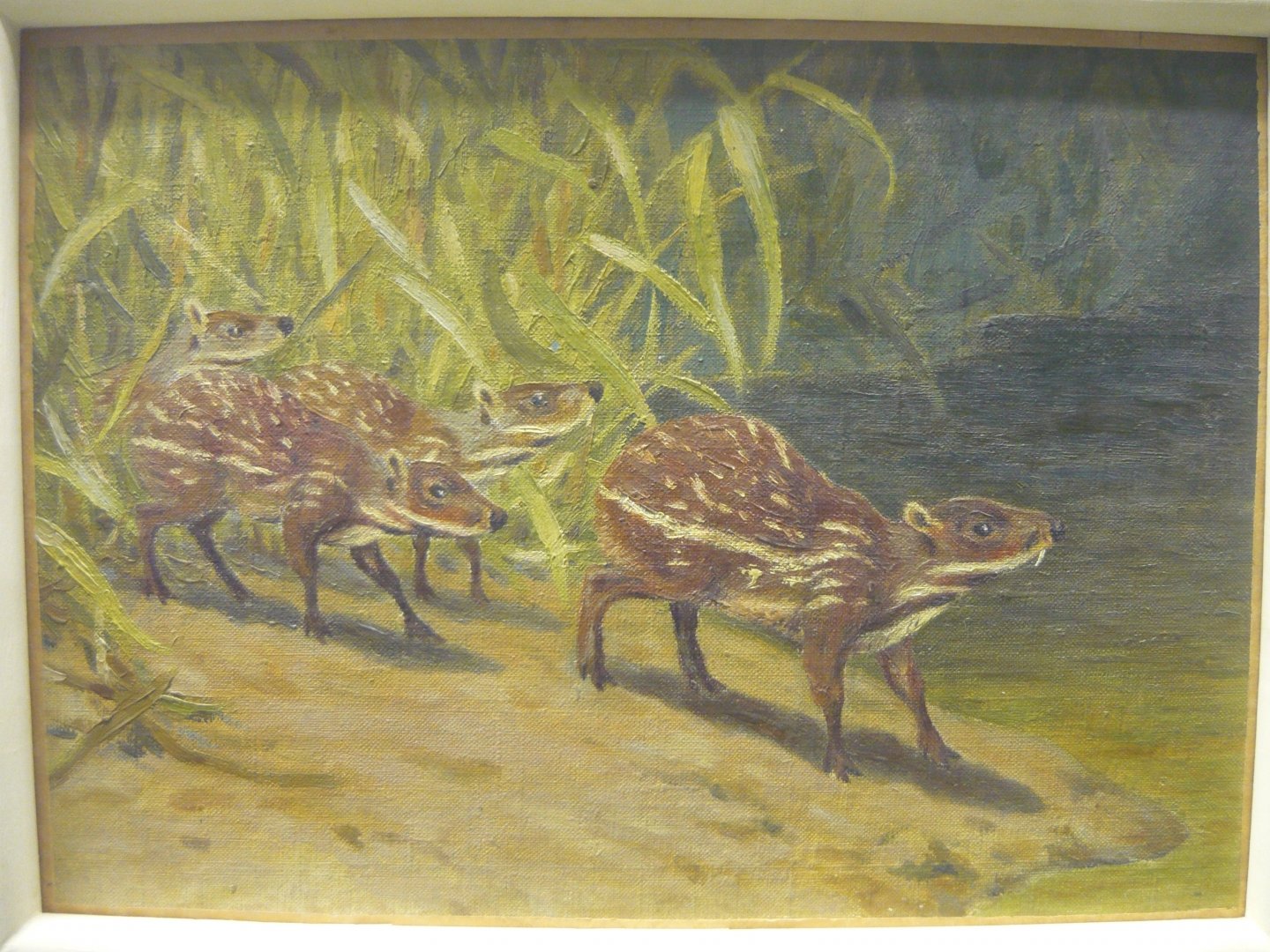 Lophiomeryx reconstruction