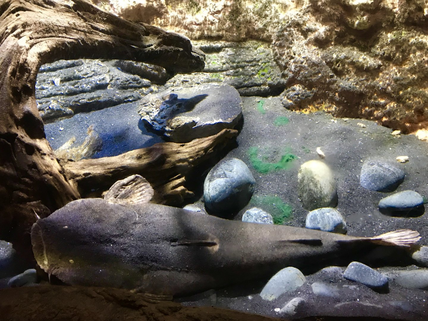 Lophiosilurus alexandri- full body shot, 2018