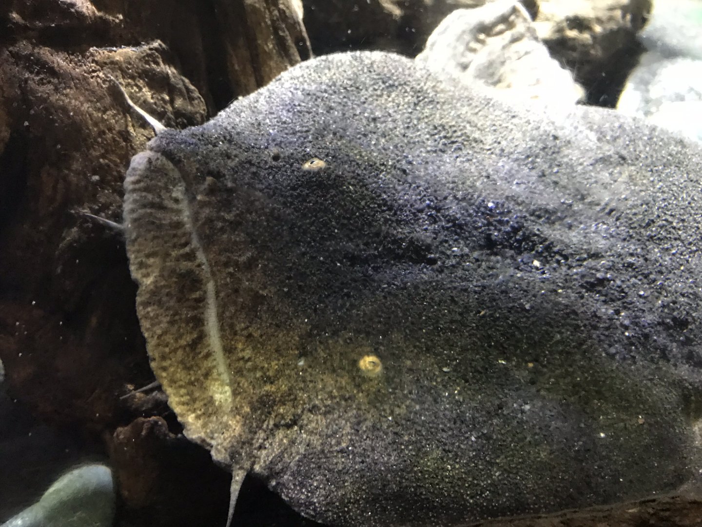 Lophiosilurus alexandri (Old photo, 2018)