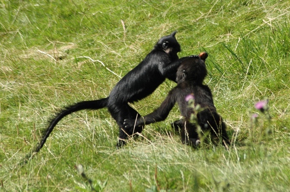 Lophocebus albigena aterrimus & Gorilla gorilla gorilla