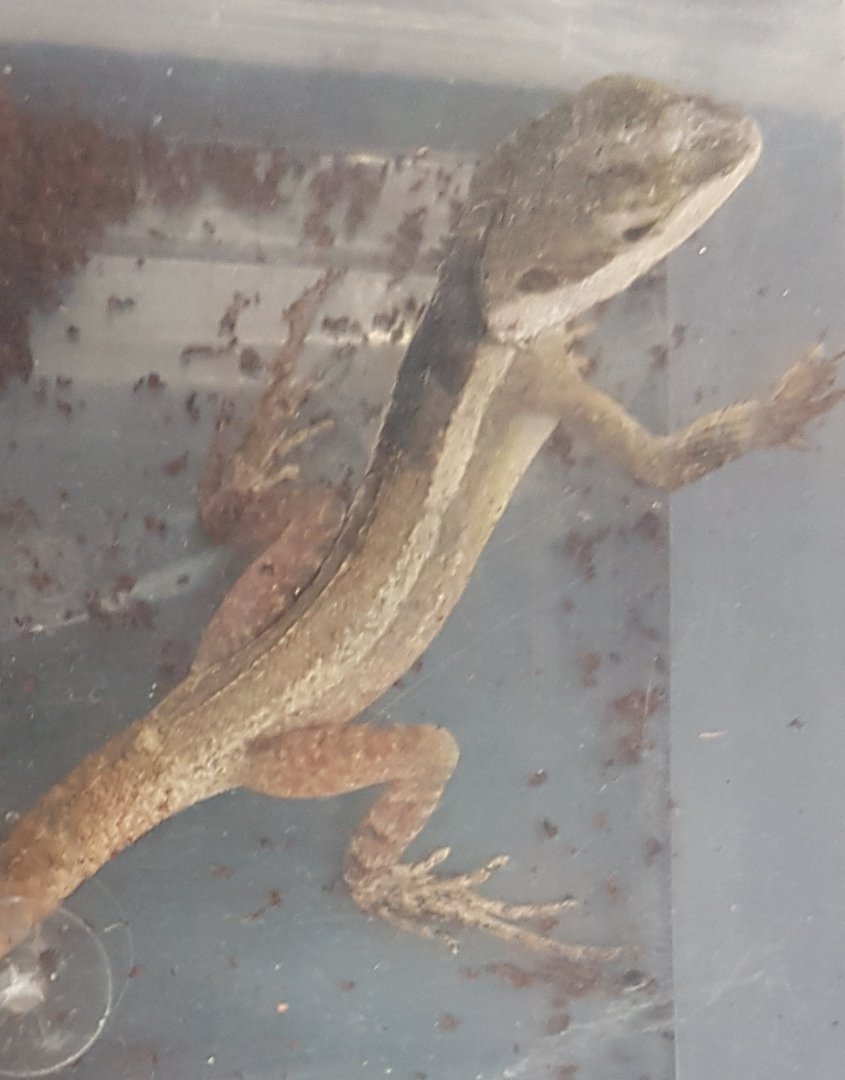 Lophognathus temporalis