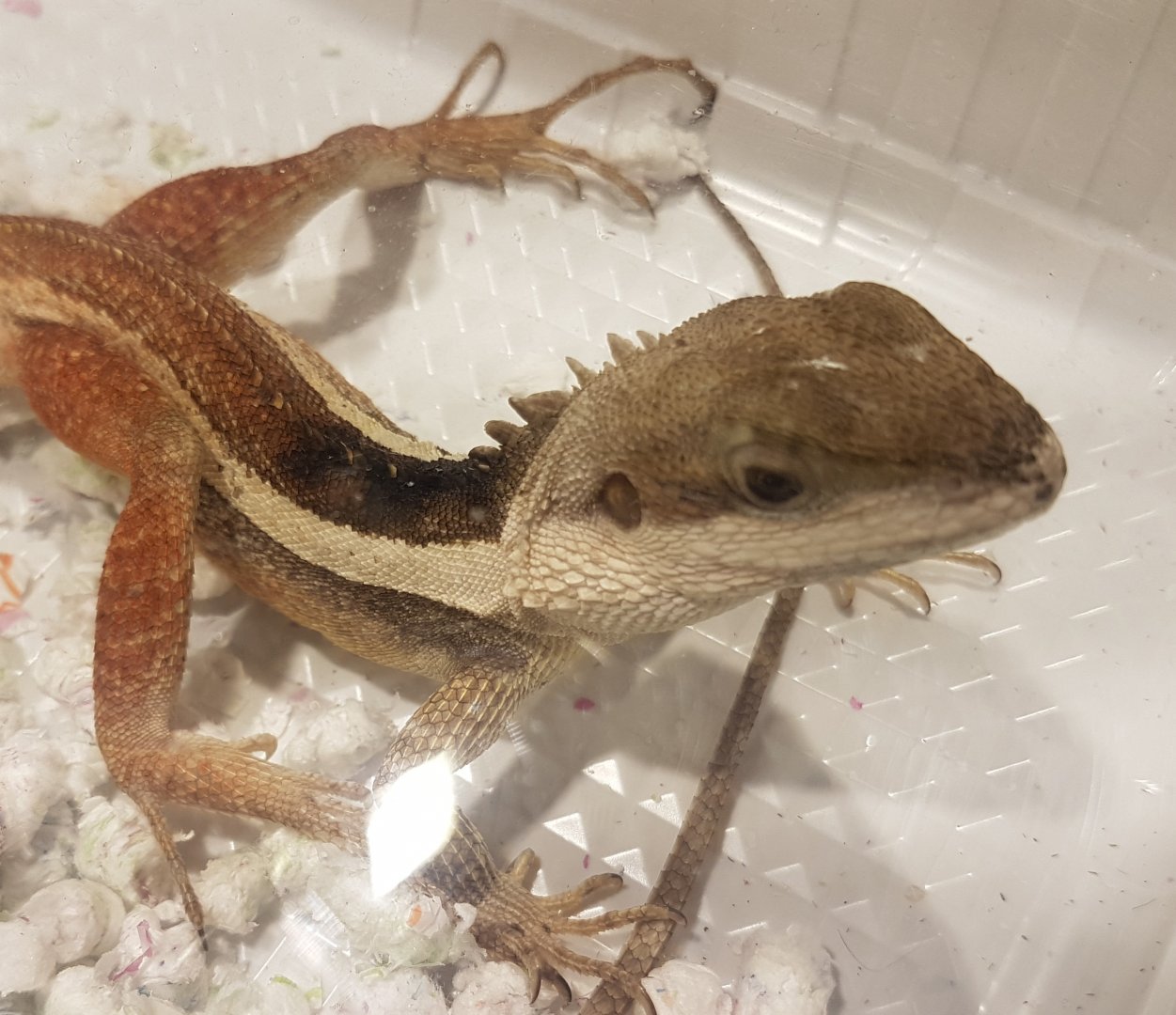 Lophognatus temporalis