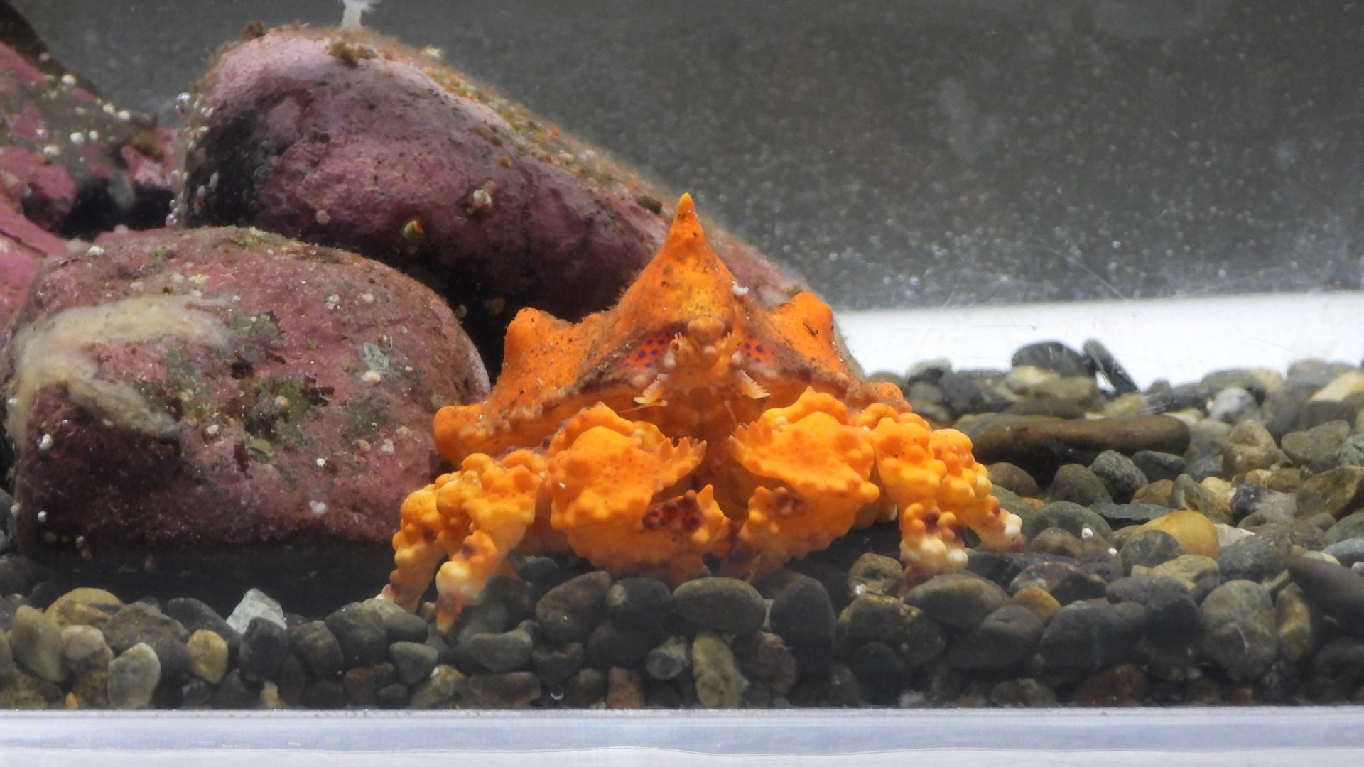 Lopholithodes mandtii (juvenile)