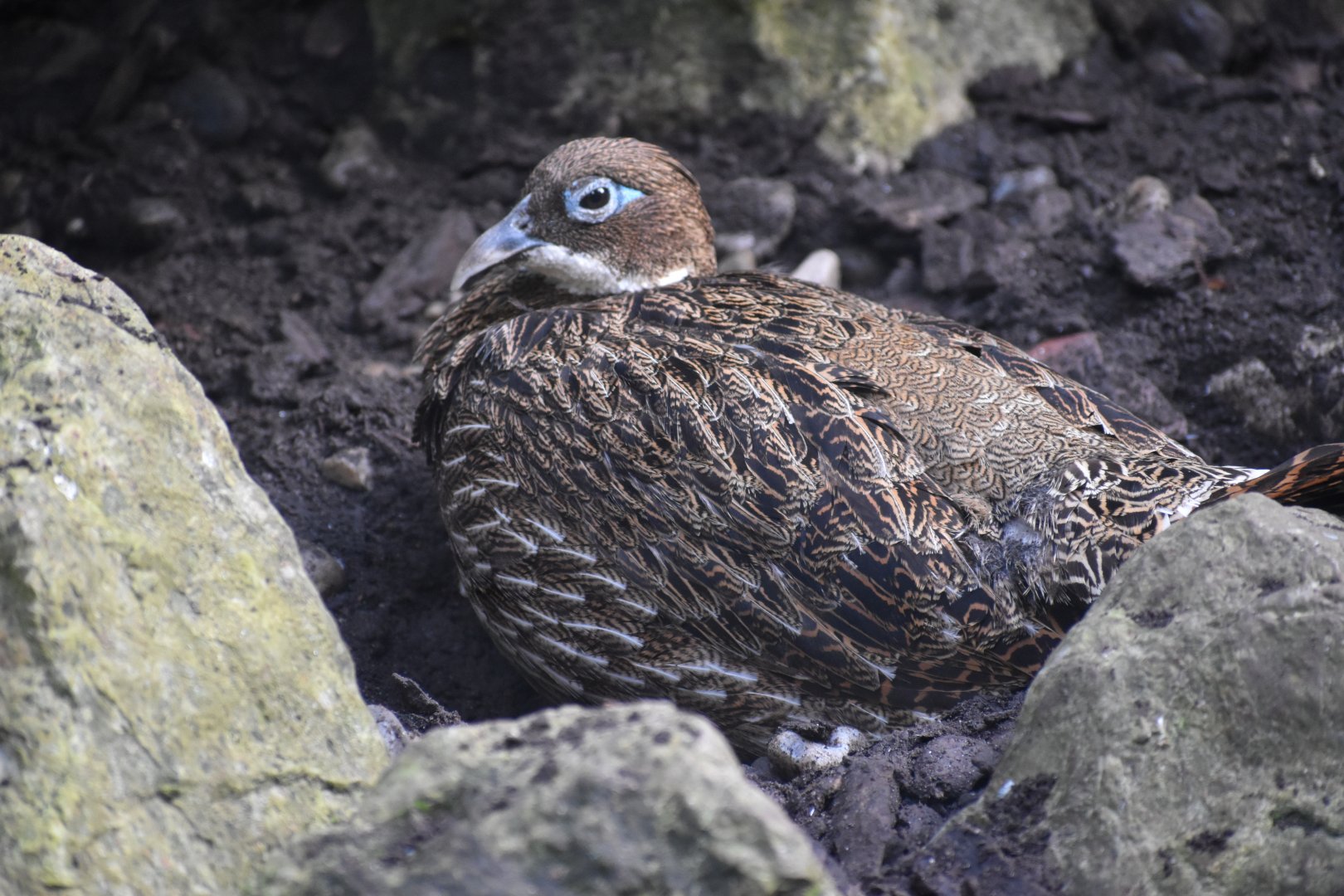 Lophophorus impejanus - Himalayan Monal