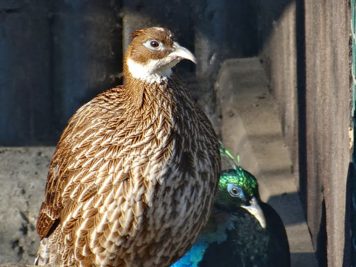 Lophophorus impejanus