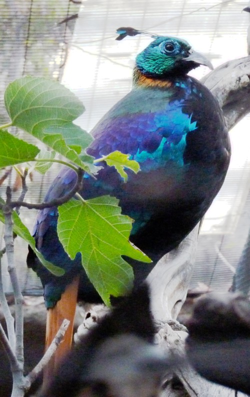 Lophophorus impejanus