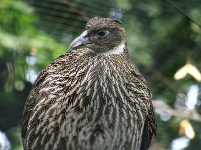 Lophophorus impeyanus