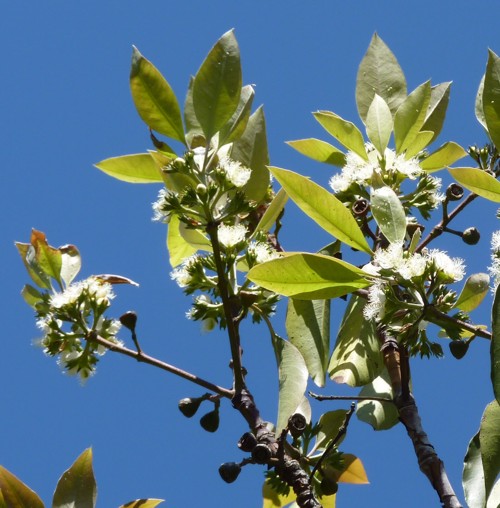 Lophostemon confertus