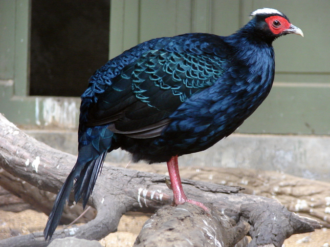 Lophura edwardsi  / Edward's pheasant