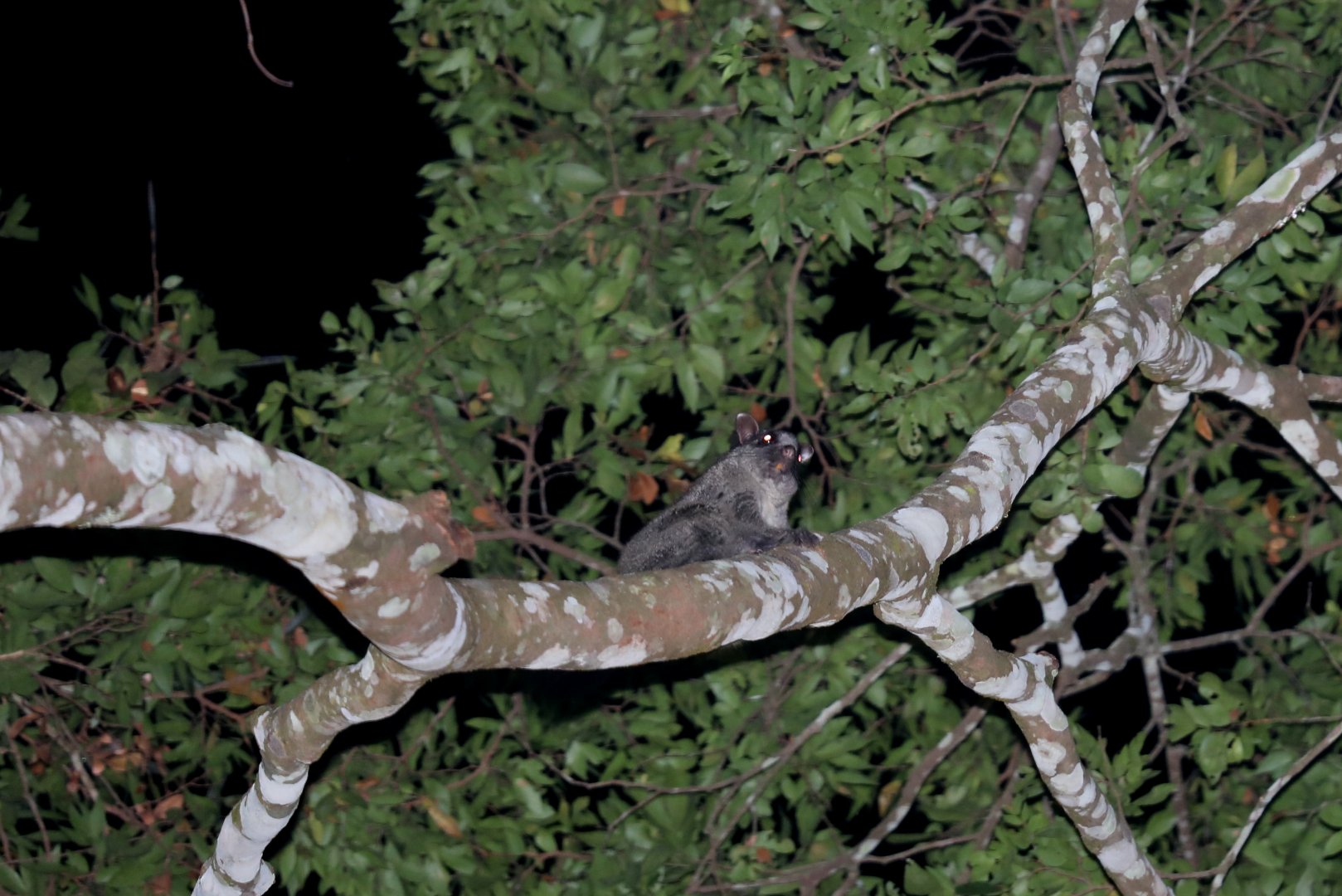 Lord Derby's anomalure or scaly-tailed squirrel (Anomalurus derbianus)