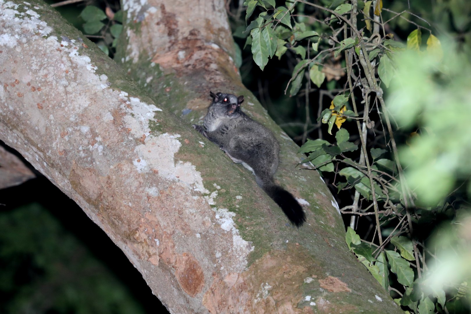 Lord Derby's anomalure or scaly-tailed squirrel (Anomalurus derbianus)